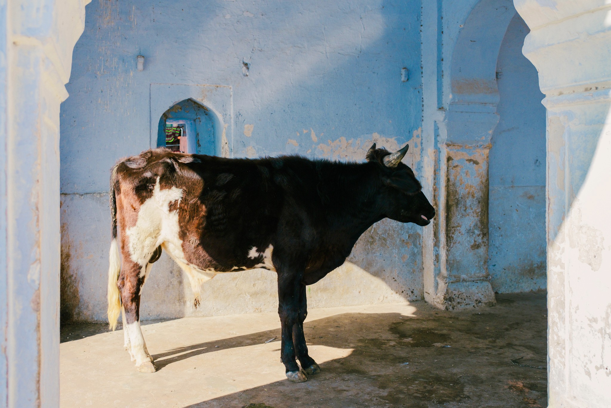 Cow enjoying the sun in Pushkar, Rajasthan