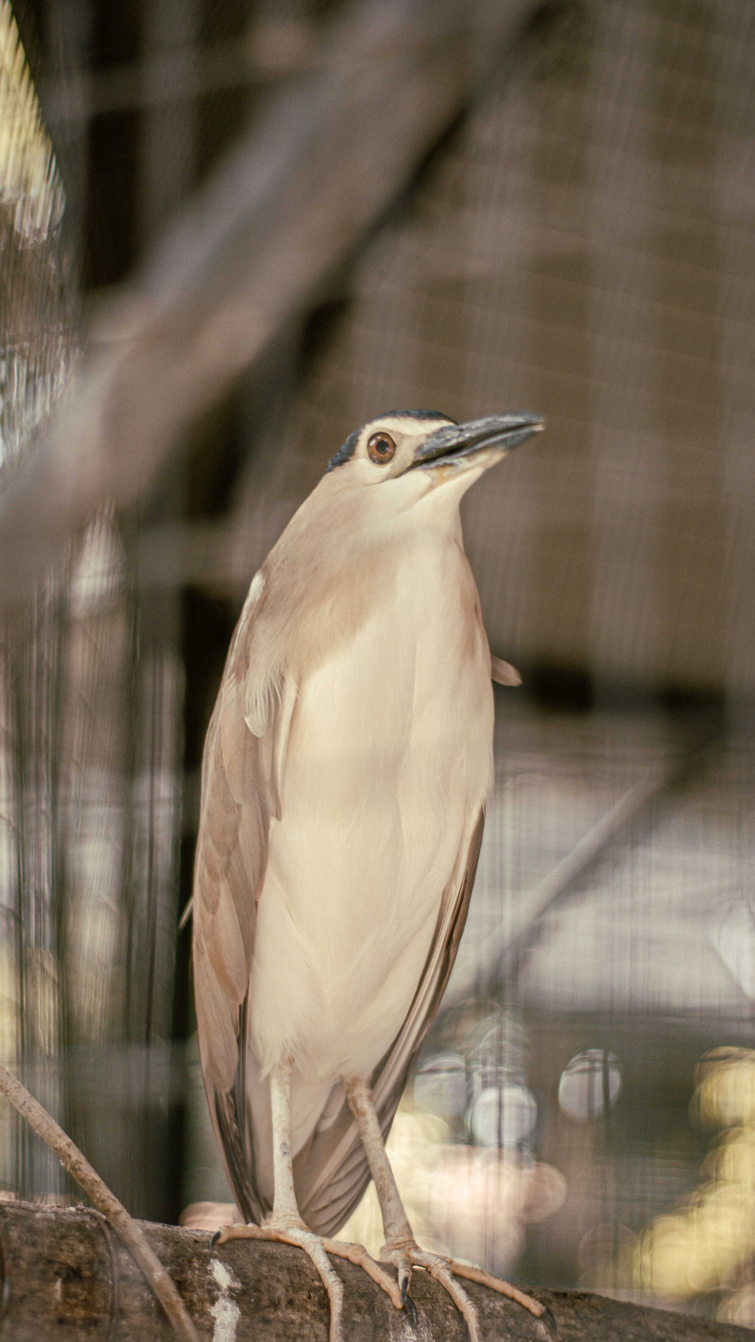 Bird at Surabaya Zoo