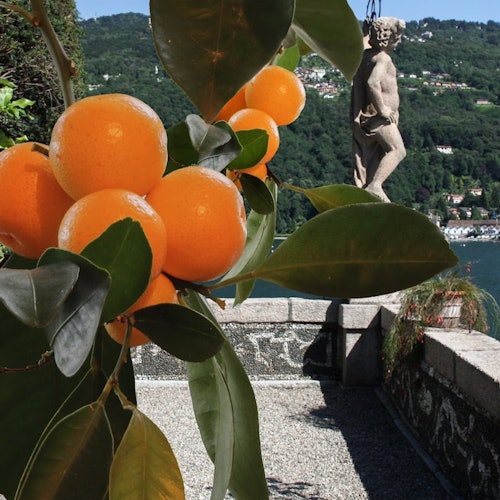 Isola Madre and Isola Bella: Hop-on Hop-off Boat Tour tickets in Stresa