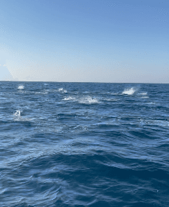 Oman, tun, yellowfin, popper, kastefiskeri, båd