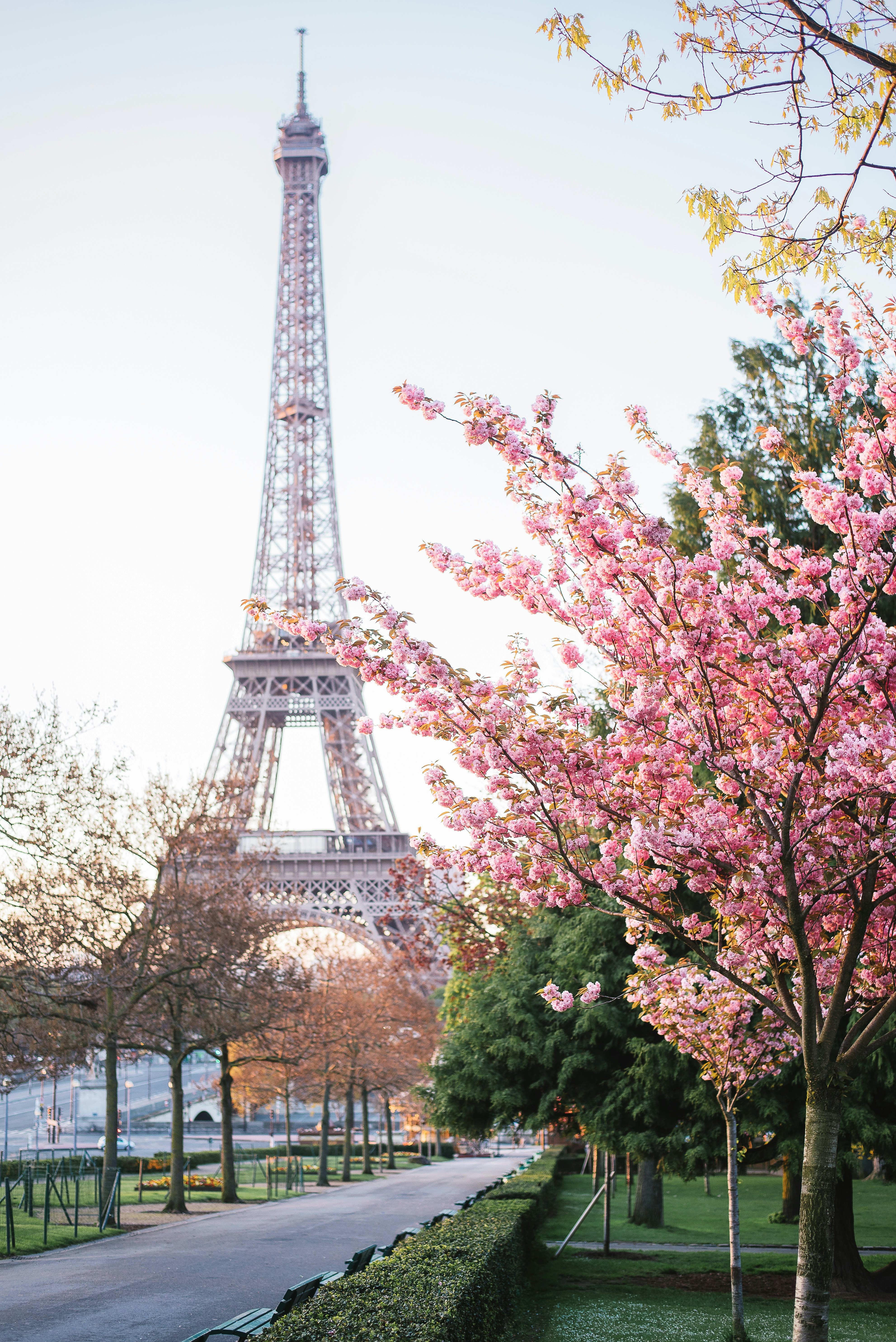 the eiffel tower towering over the city of paris