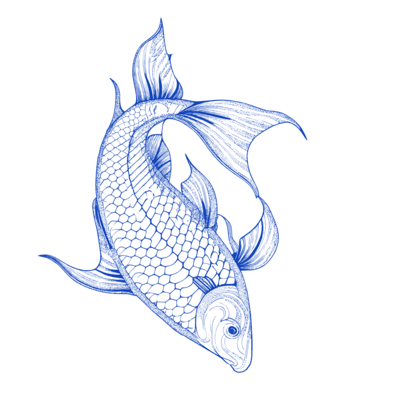 Eine Illustration eines Koifischs