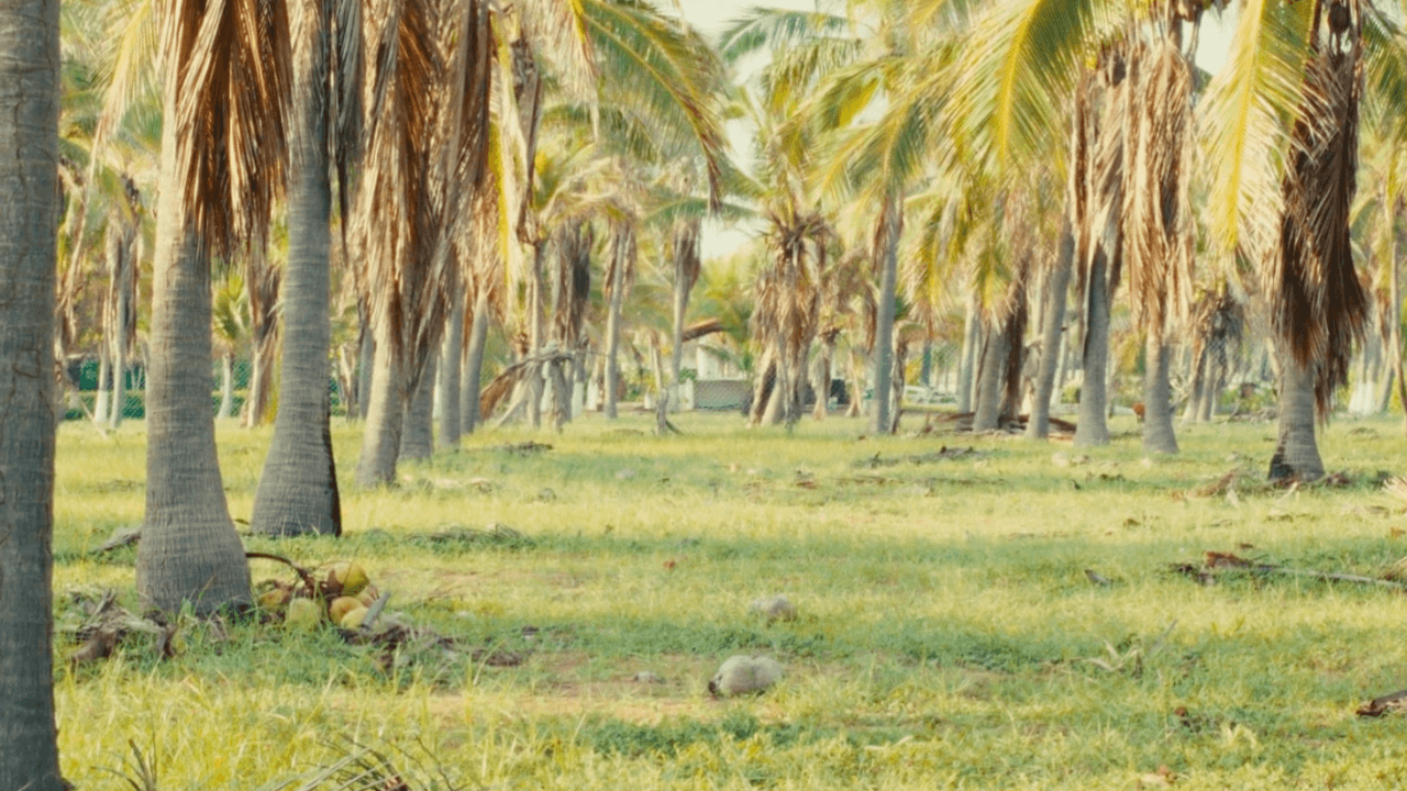 green landscape