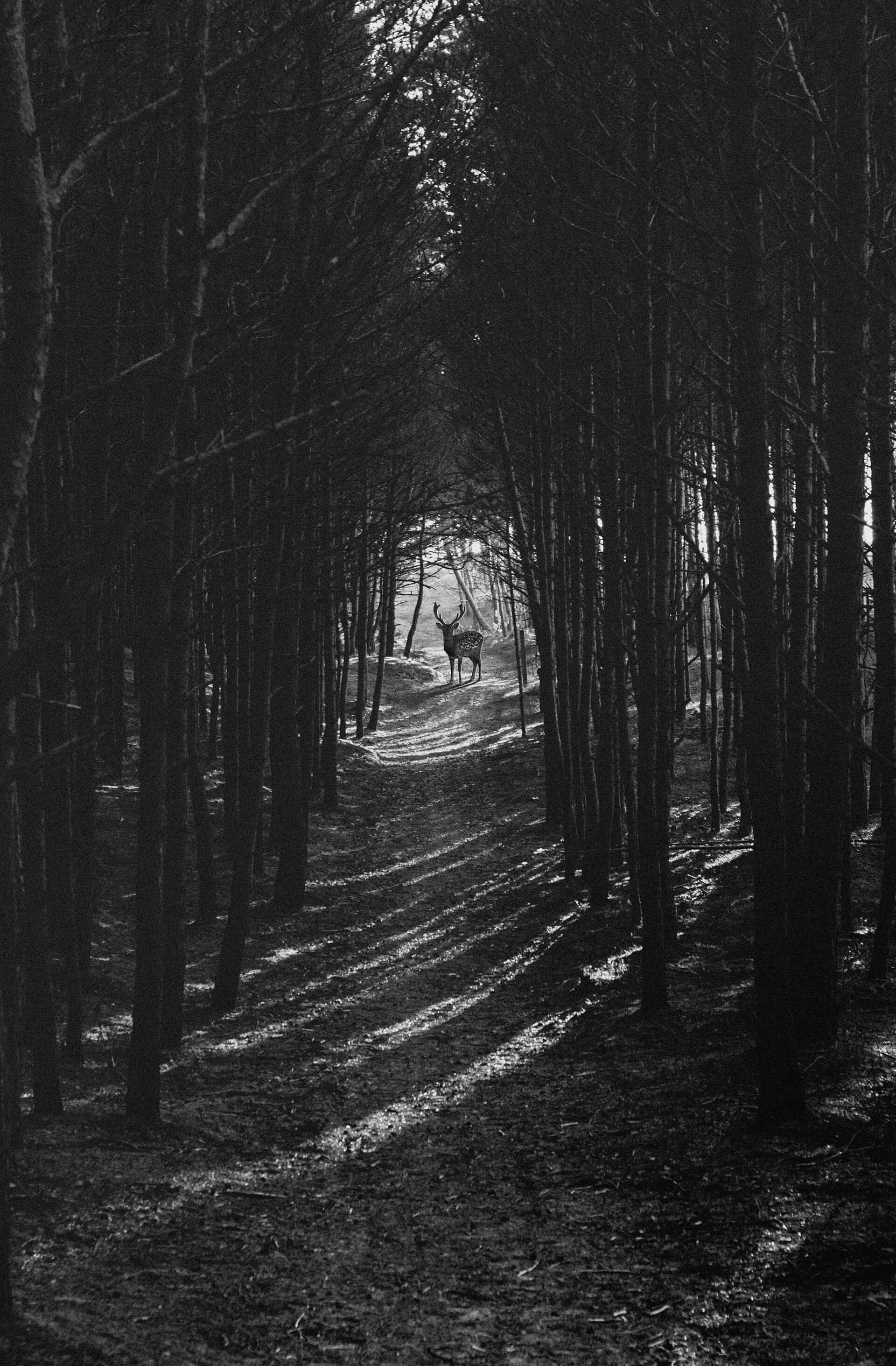 This is a dramatic black and white photograph capturing a lone deer with antlers standing on a forest path, surrounded by tall, densely packed trees. The image uses strong contrast and shadow, with light streaming through the trees, creating a pattern of highlights and shadows along the path. The composition draws the viewer’s eye directly to the deer in the center, evoking a sense of mystery, solitude, and natural beauty. The photograph feels serene yet slightly haunting, as if the viewer has stumbled upon a hidden moment deep within the woods.