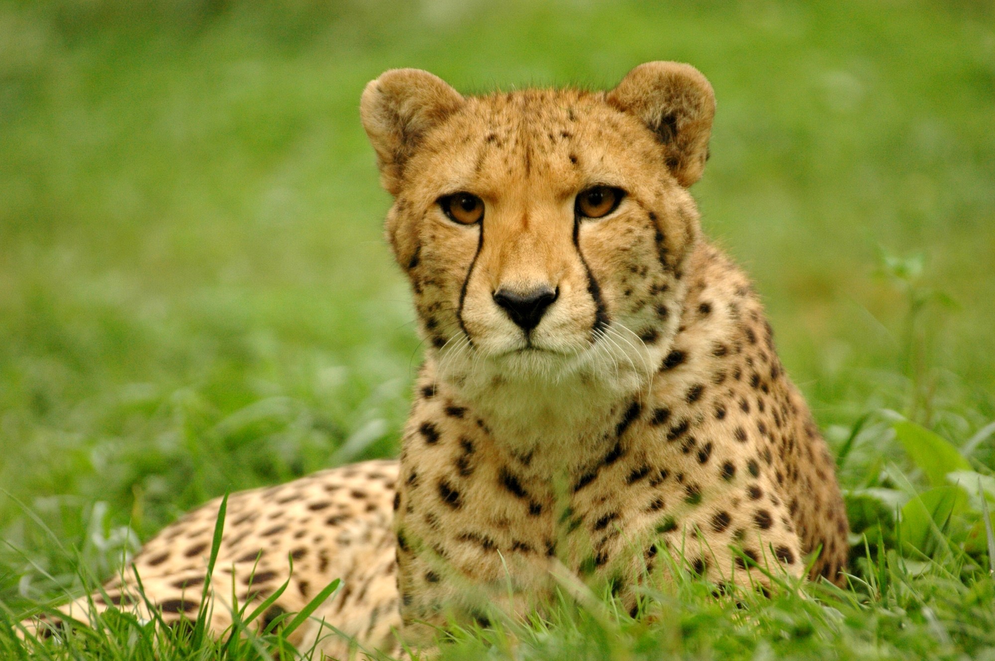 Keňa - Masai Mara