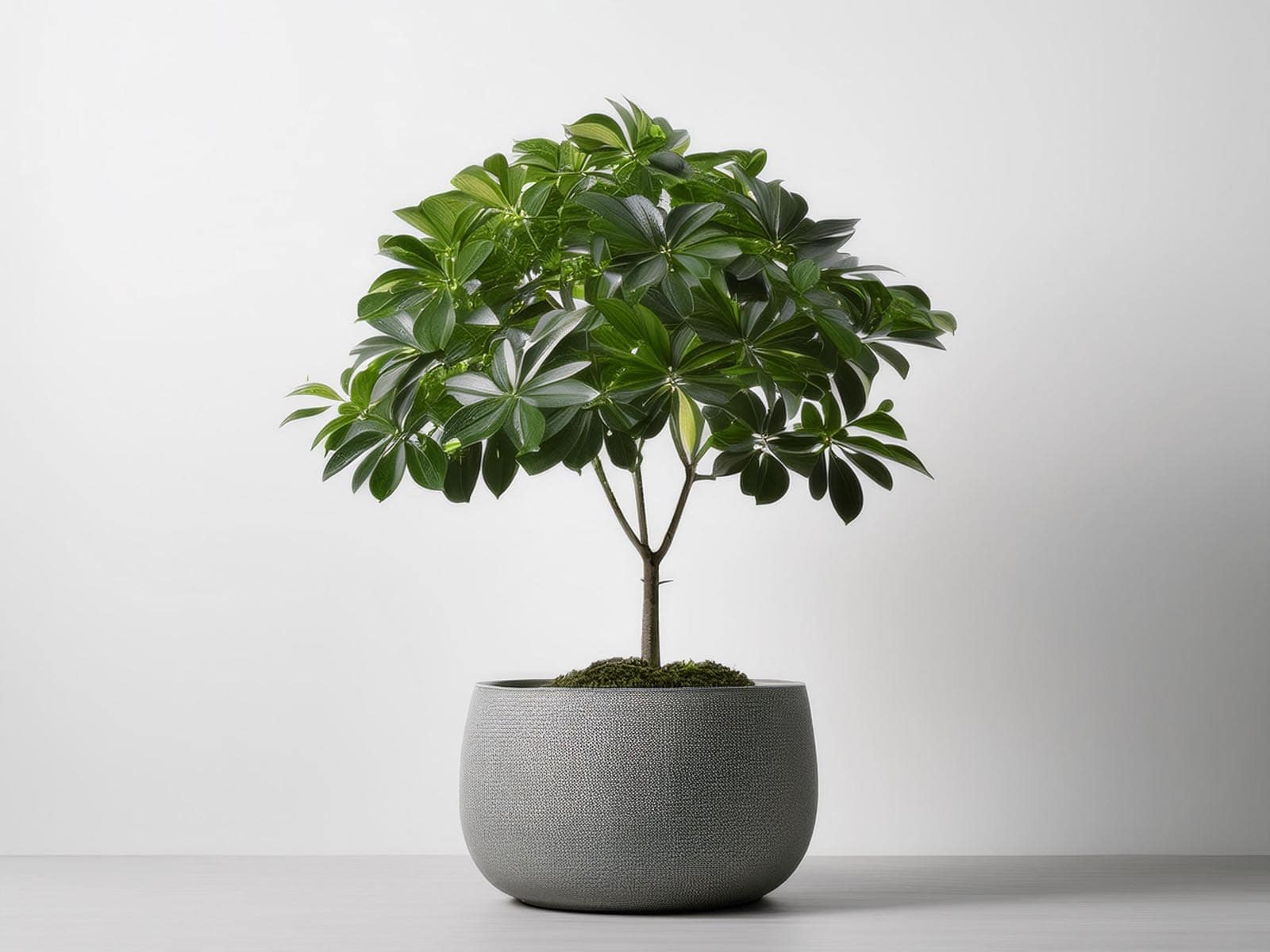 Dwarf Umbrella Tree with glossy green foliage in a stylish St. Louis office, supplied and maintained by Tropical Decor.