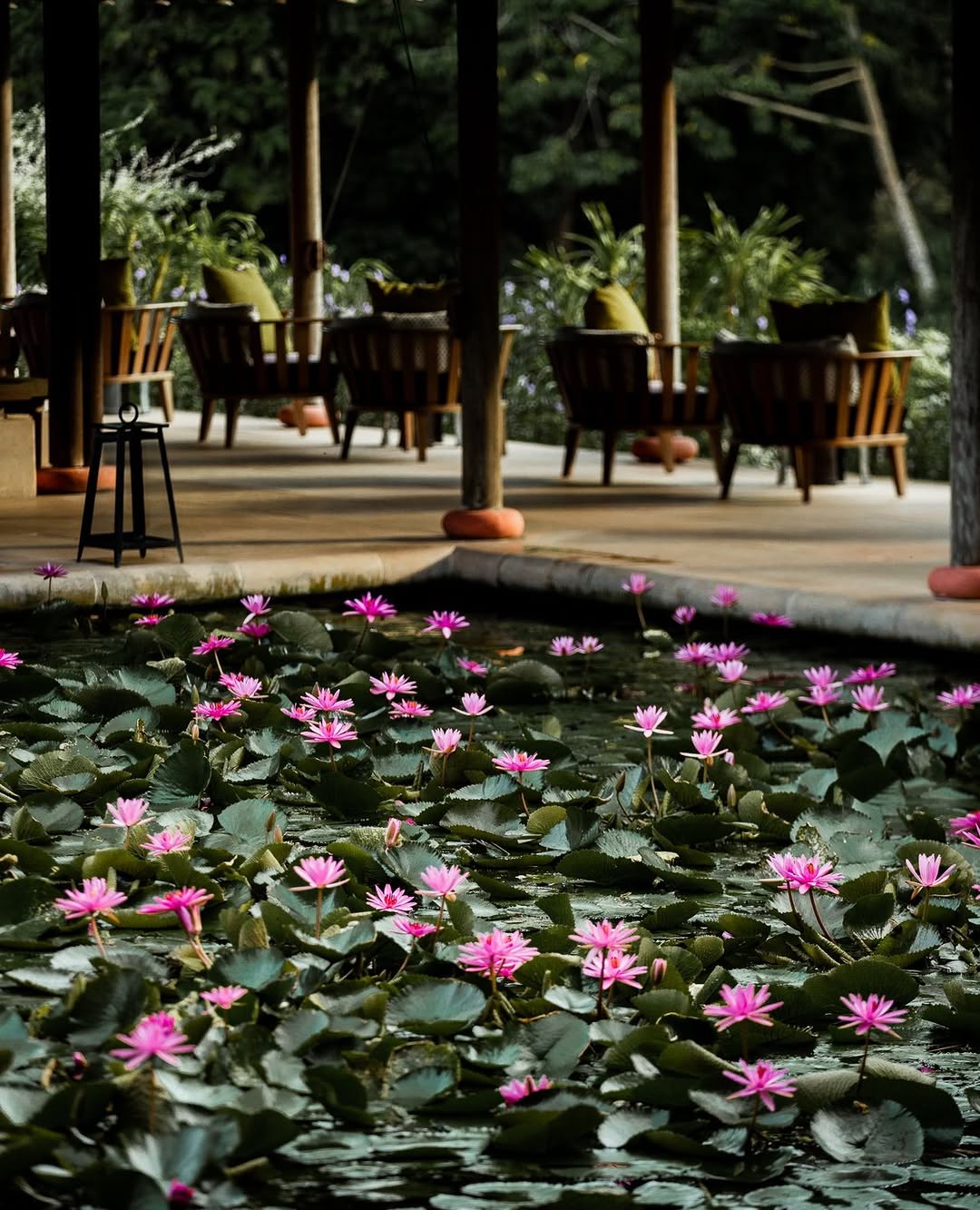 A tranquil pond surrounded by lush greenery, featuring pink water lilies in bloom, with a wooden deck and chairs in the background.