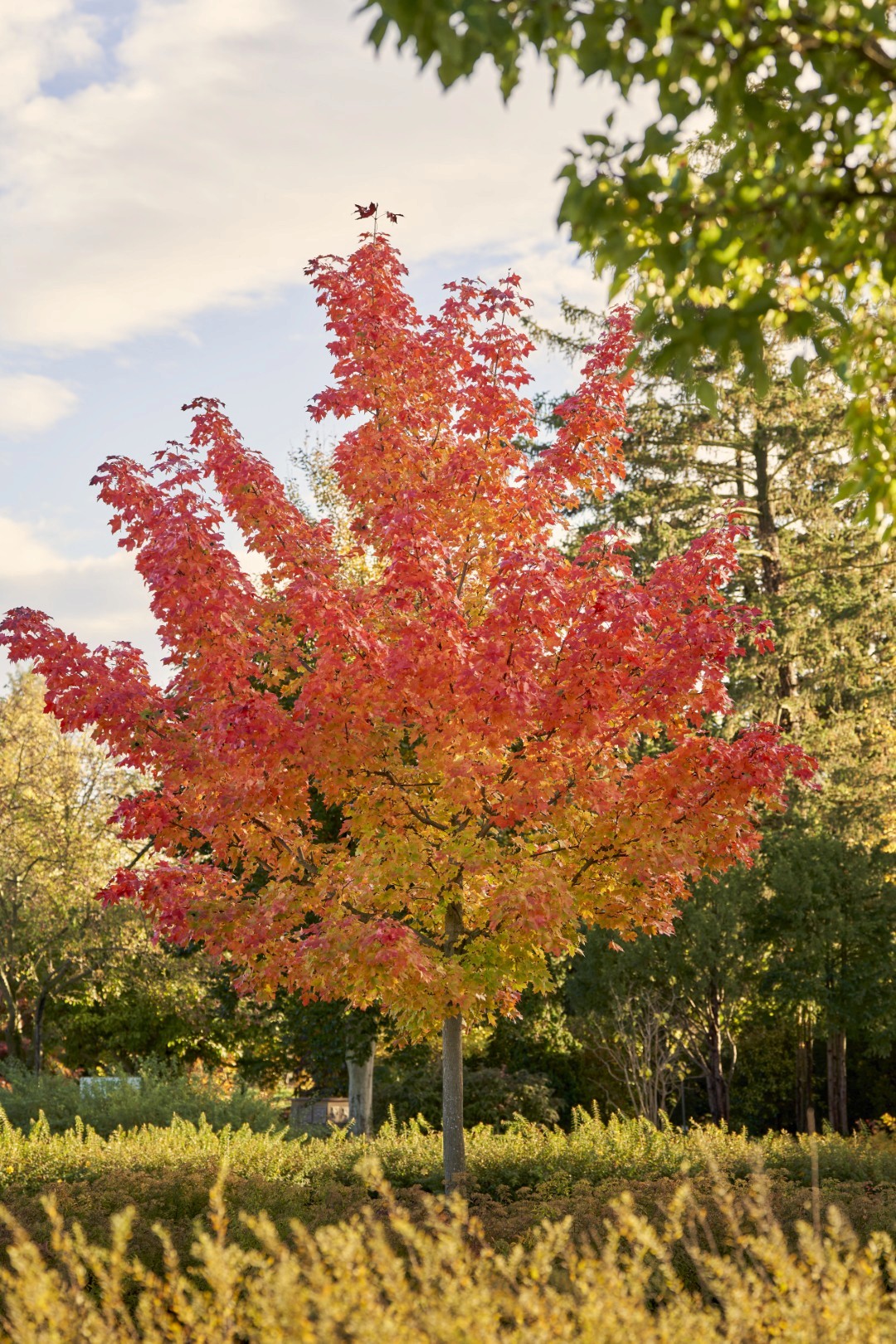 Acer ‘Pacific Sunset’ mit aufrechter Krone und dichtem, leuchtend rot-orange gefärbtem Herbstlaub.