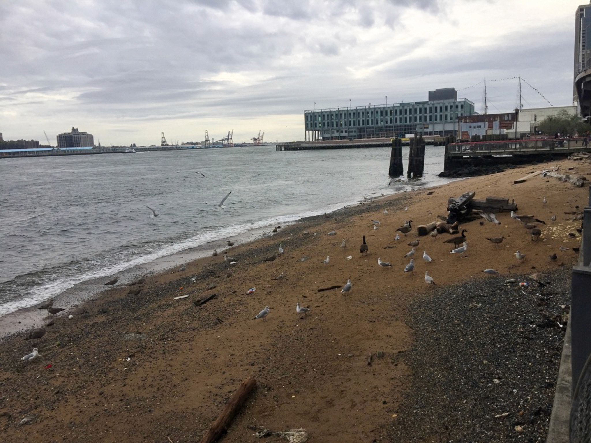 A number of seagulls on the current limited shoreline of the Brooklyn Bridge Beach