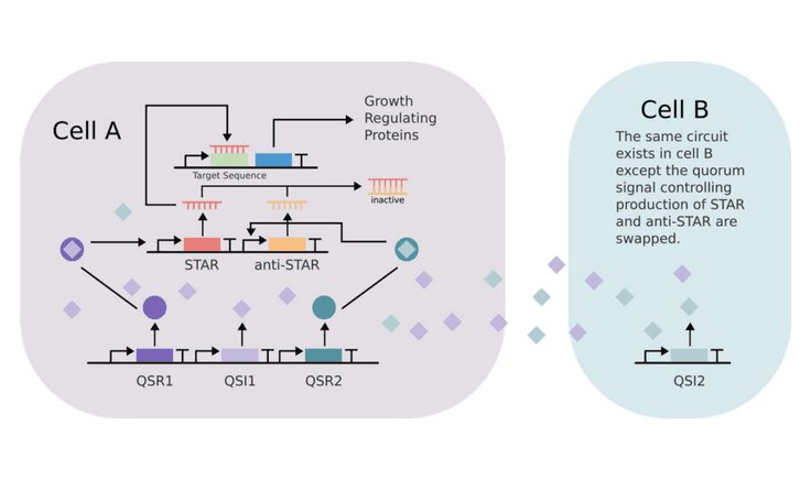 A diagram of their full circuit, with all three modules.