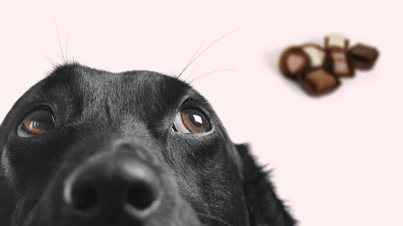 A dog looking wistfully at a pile of chocolates