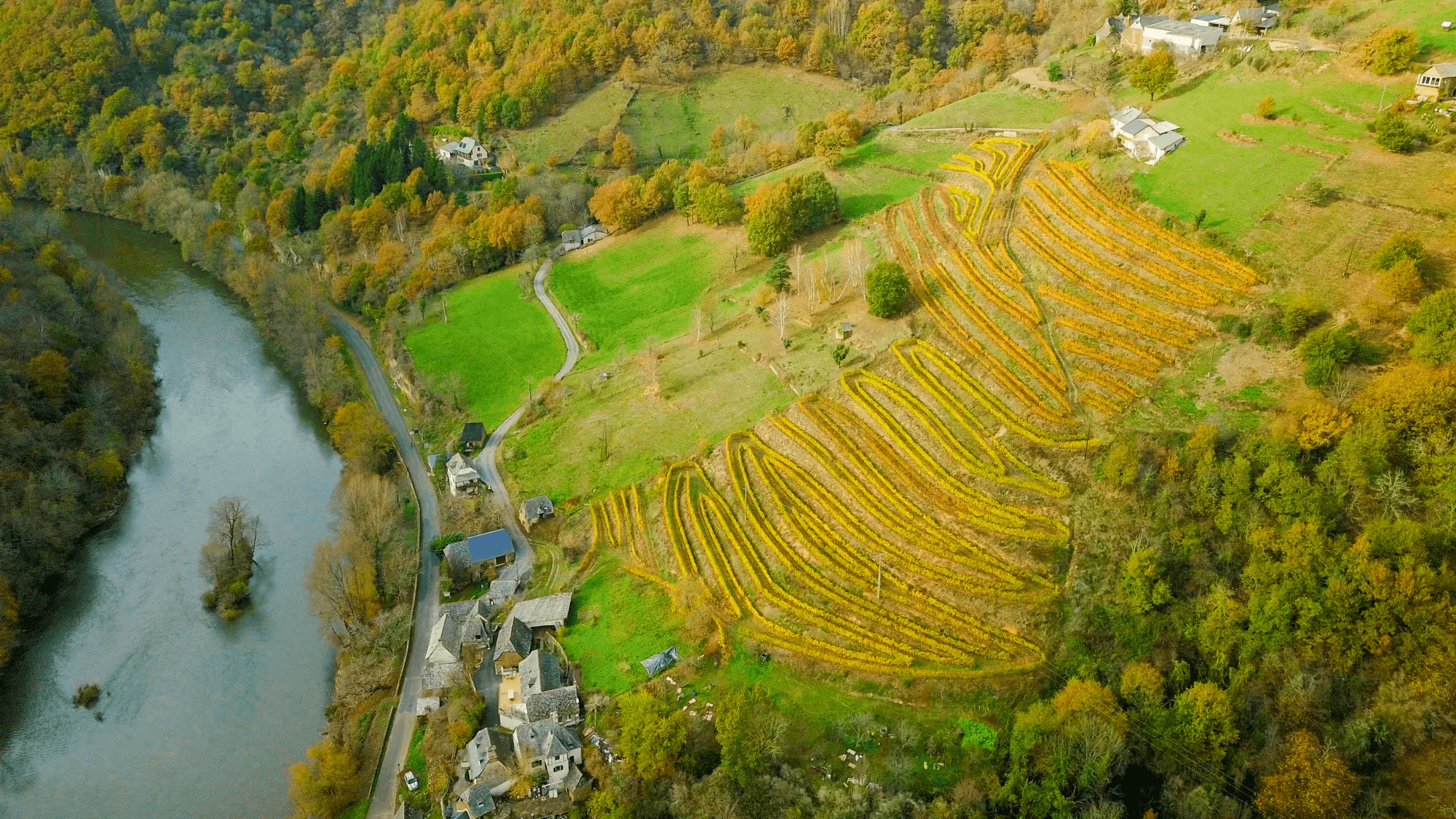 A vineyard
