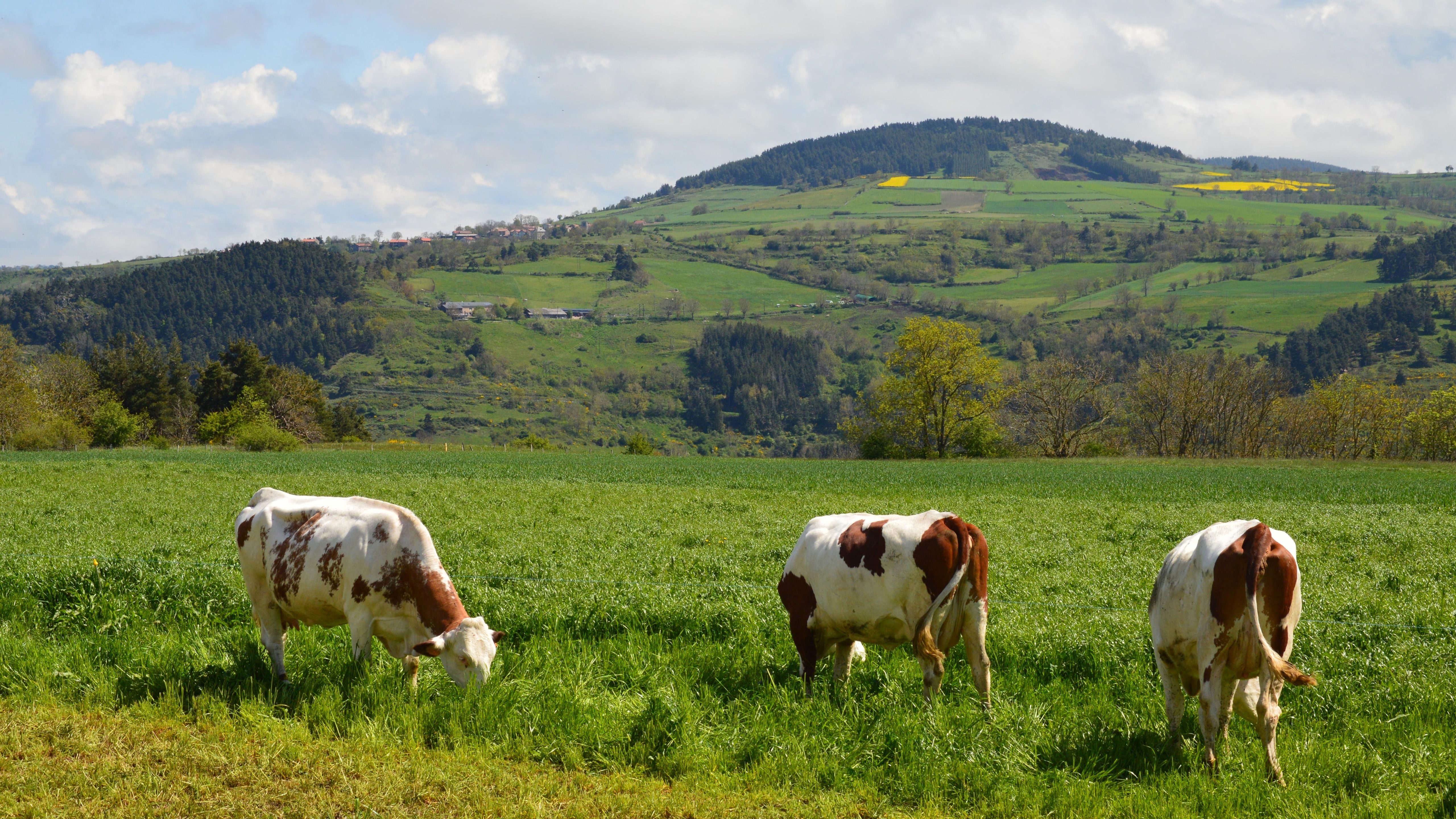 Balance energético negativo en vacas: cómo prevenirlo con grasa de sobrepaso