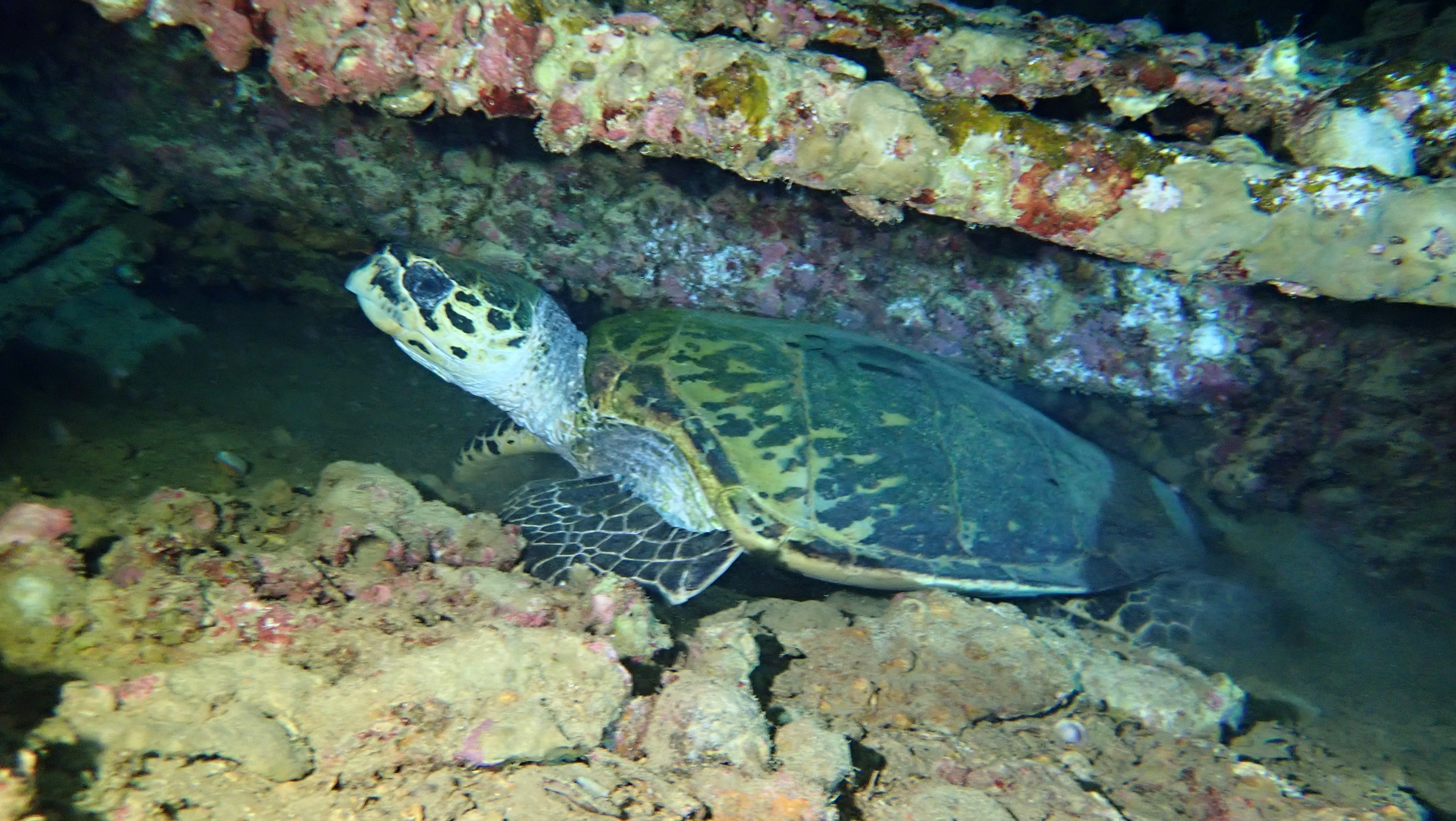 school of fish in body of water