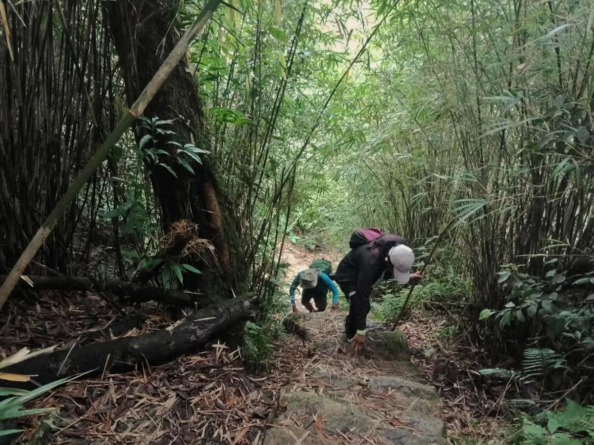 Trekkers climbing through bamboo forest on the Fansipan trekking route