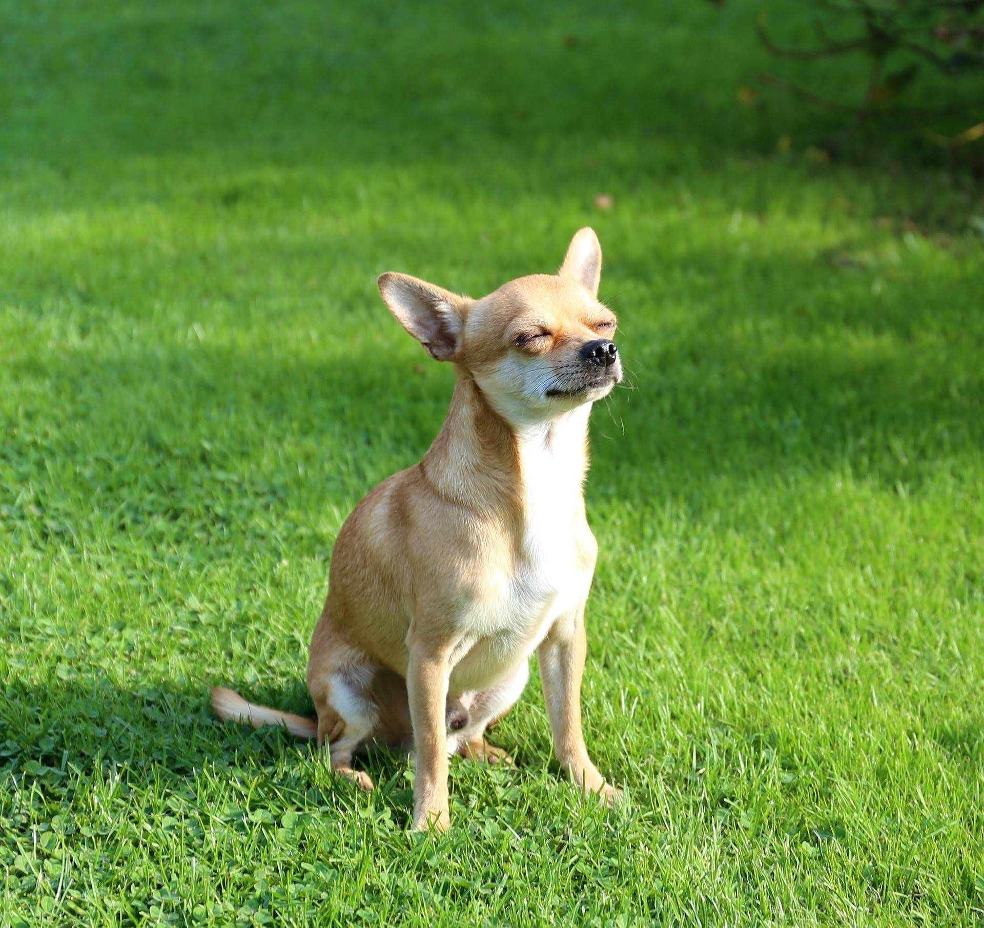 Chihuahua Breed History