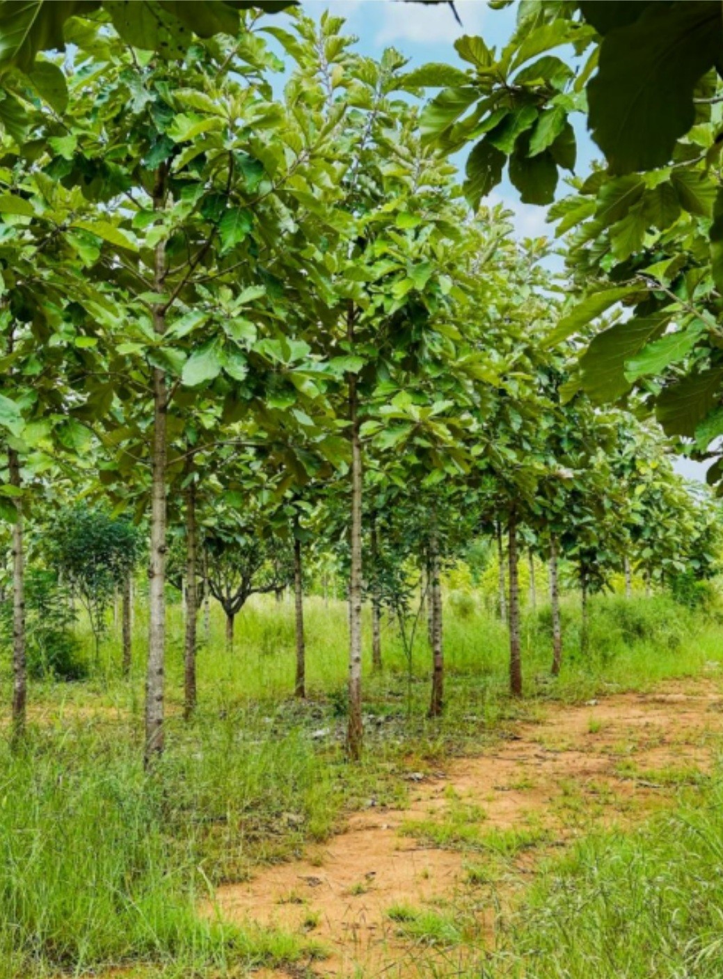 Group of hikers walking through a mountain meadow surrounded by pine trees and misty peaks.
