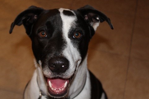 black and white lab mix