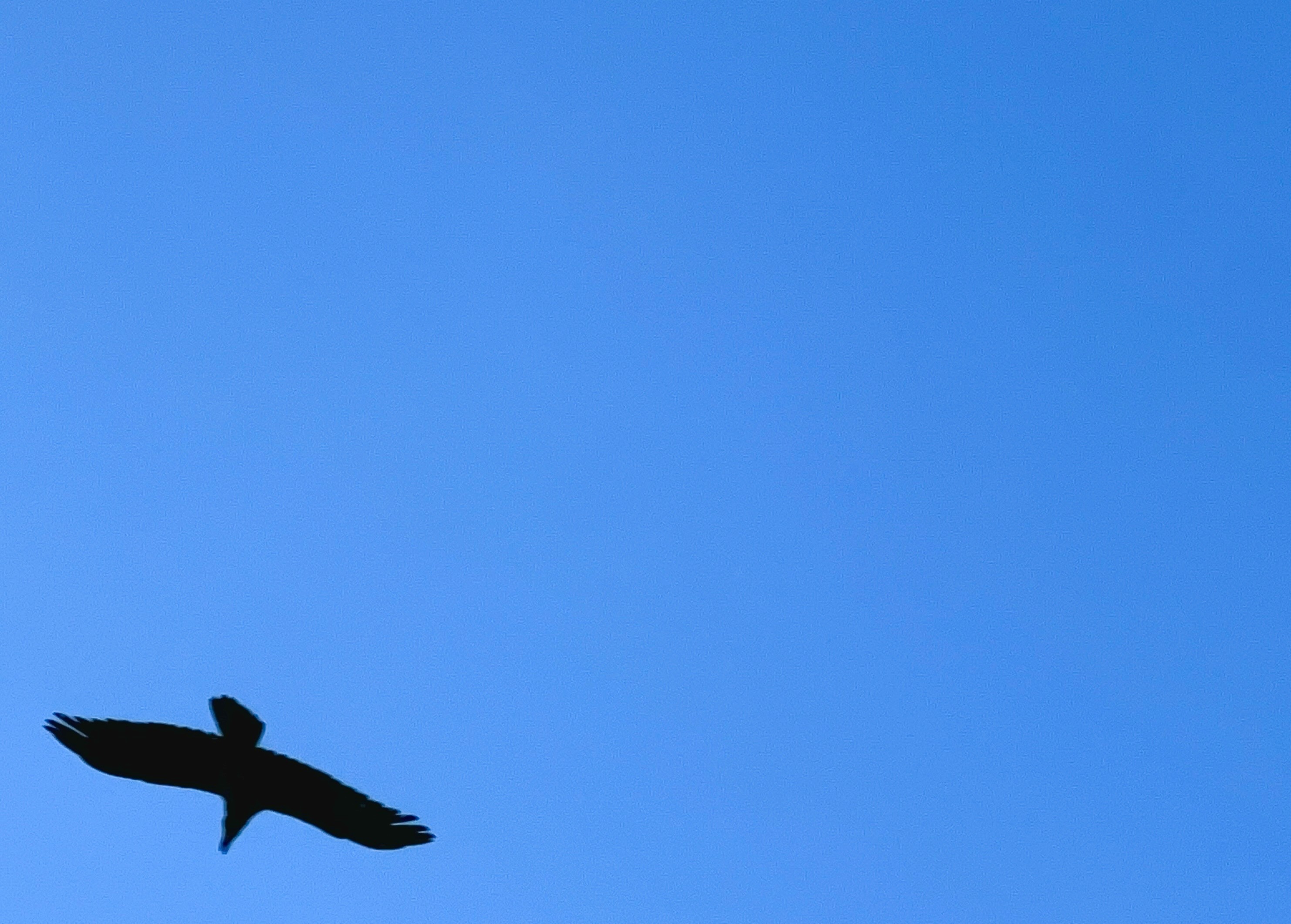 Birds - Single Blue Sky