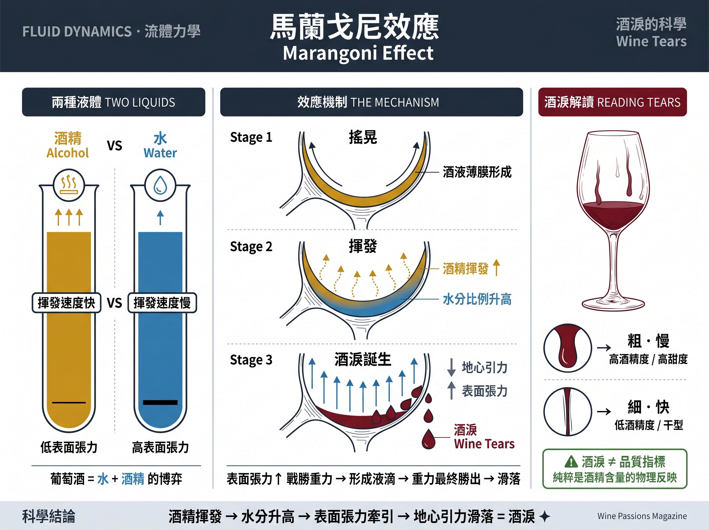 物理現象：馬蘭戈尼效應 (Marangoni Effect) 科學原理解密