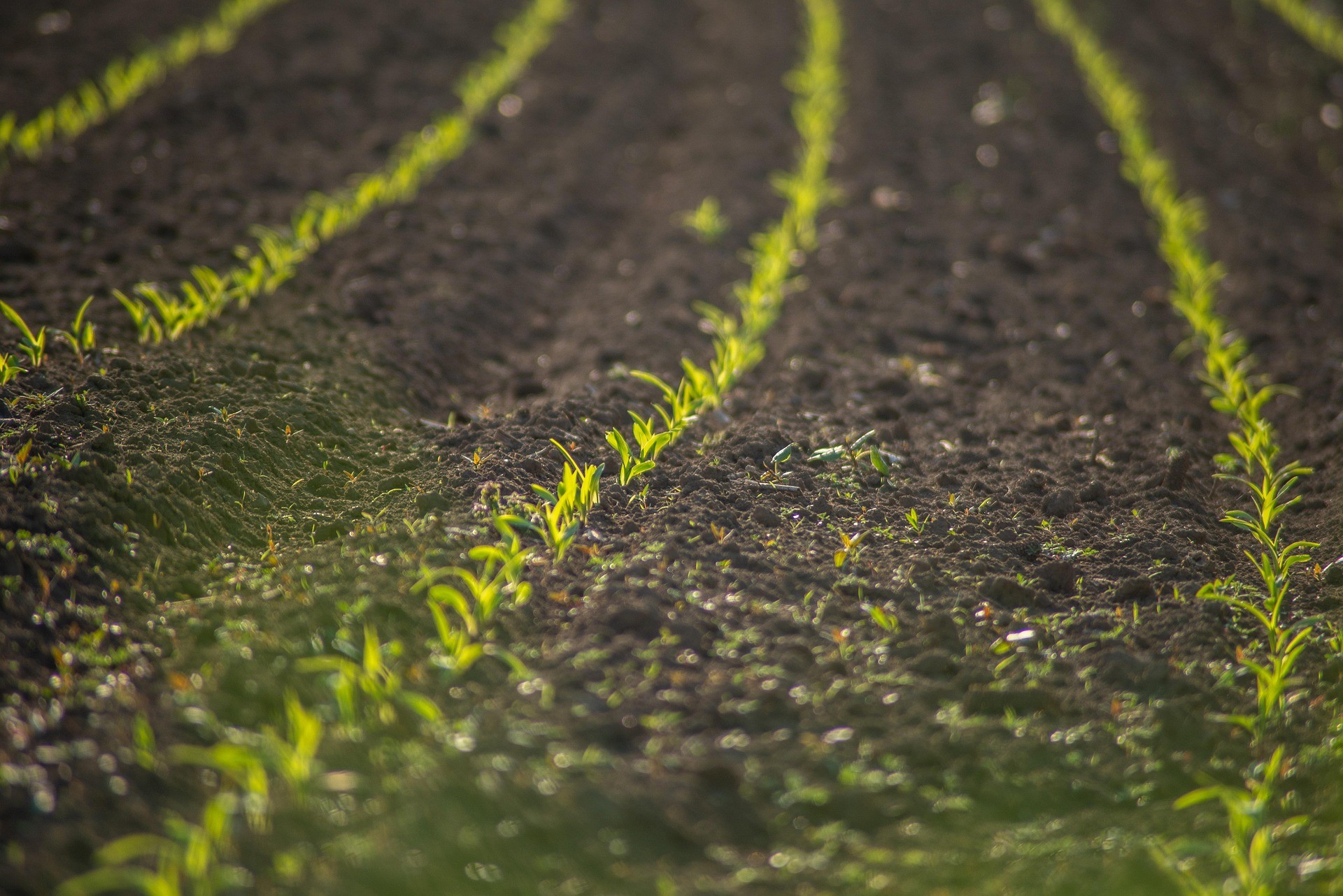 Lush Ethiopian agricultural farms and harvest