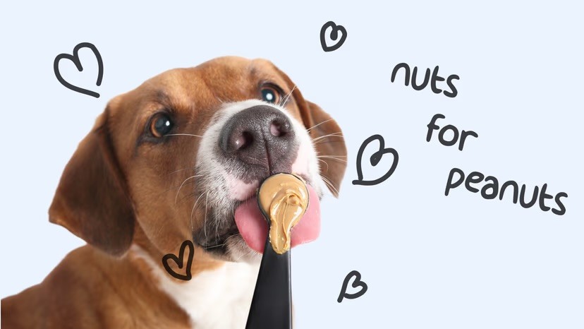 A brown and white puppy licks peanut butter from a spoon against a light blue background, surrounded by hand-drawn hearts and the text "nuts for peanuts."