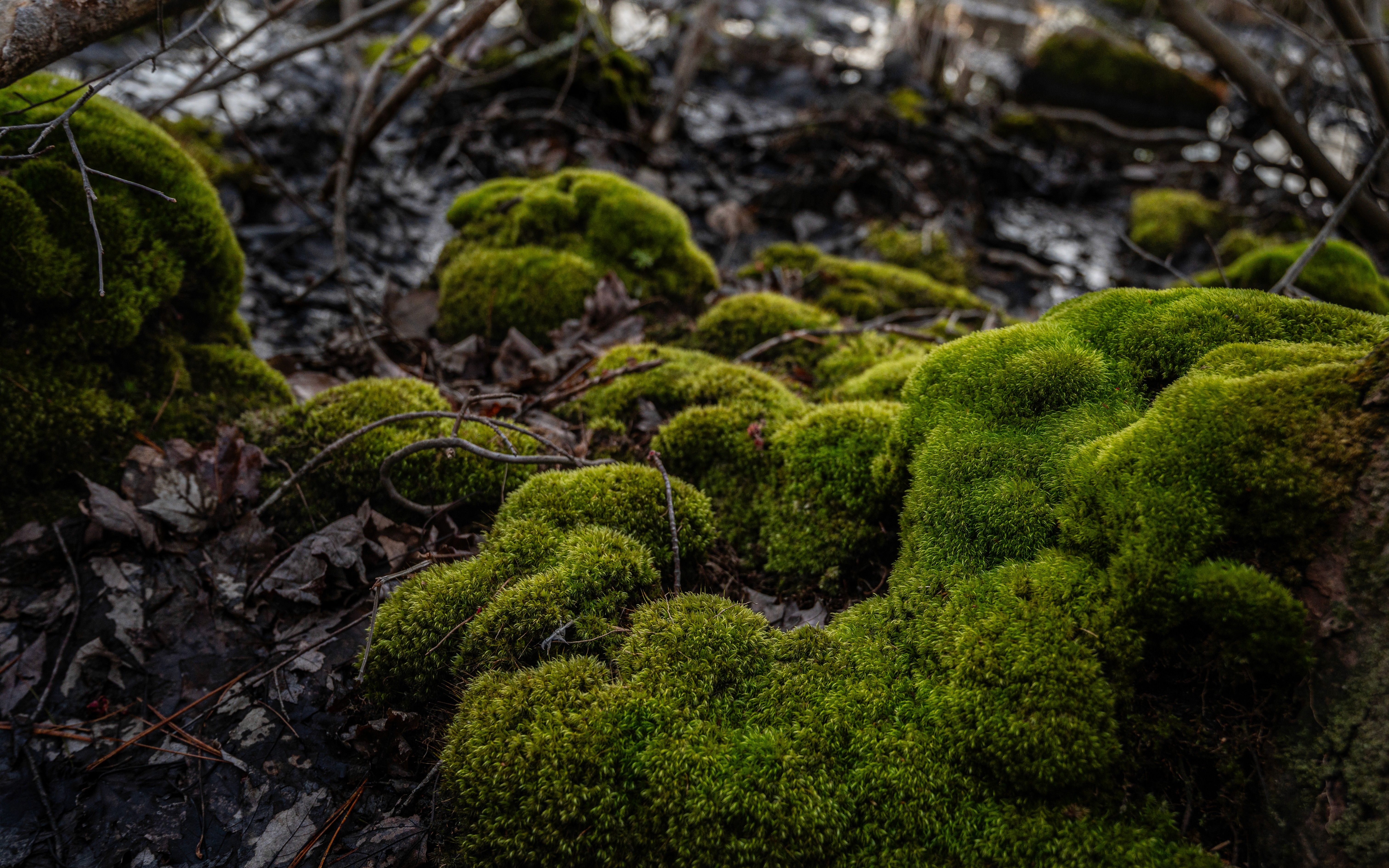 BURNT. NIKON Z6. FALL 2024. MUIR WOODS, CA.