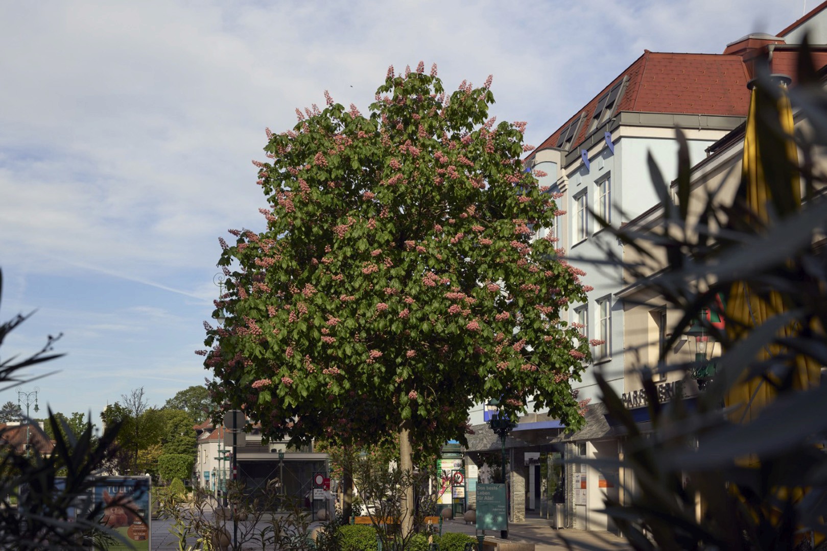 Blühende Aesculus carnea ‘Briotii’ mit dichter Krone, großen grünen Blättern und zahlreichen rosaroten, aufrecht stehenden Blütenständen.