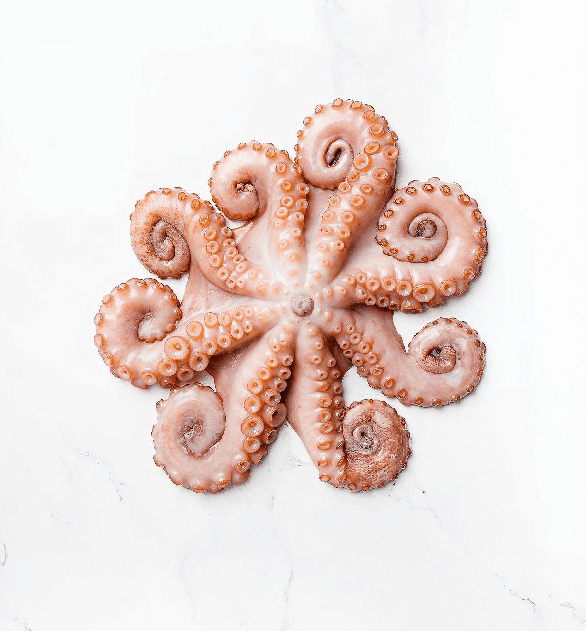 A fresh, raw octopus with curled tentacles is displayed against a clean, white marble background, highlighting the intricate texture and pattern of its suction cups.