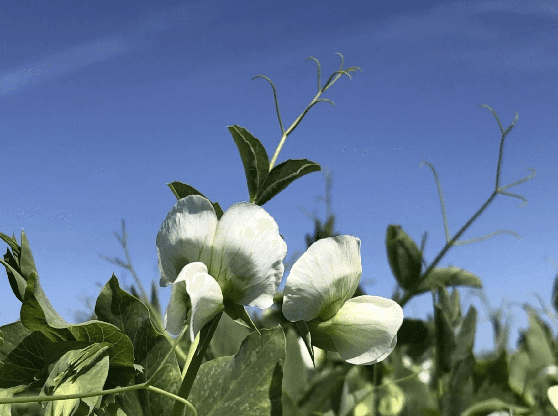 Pea vines with white flowers against a bright blue sky