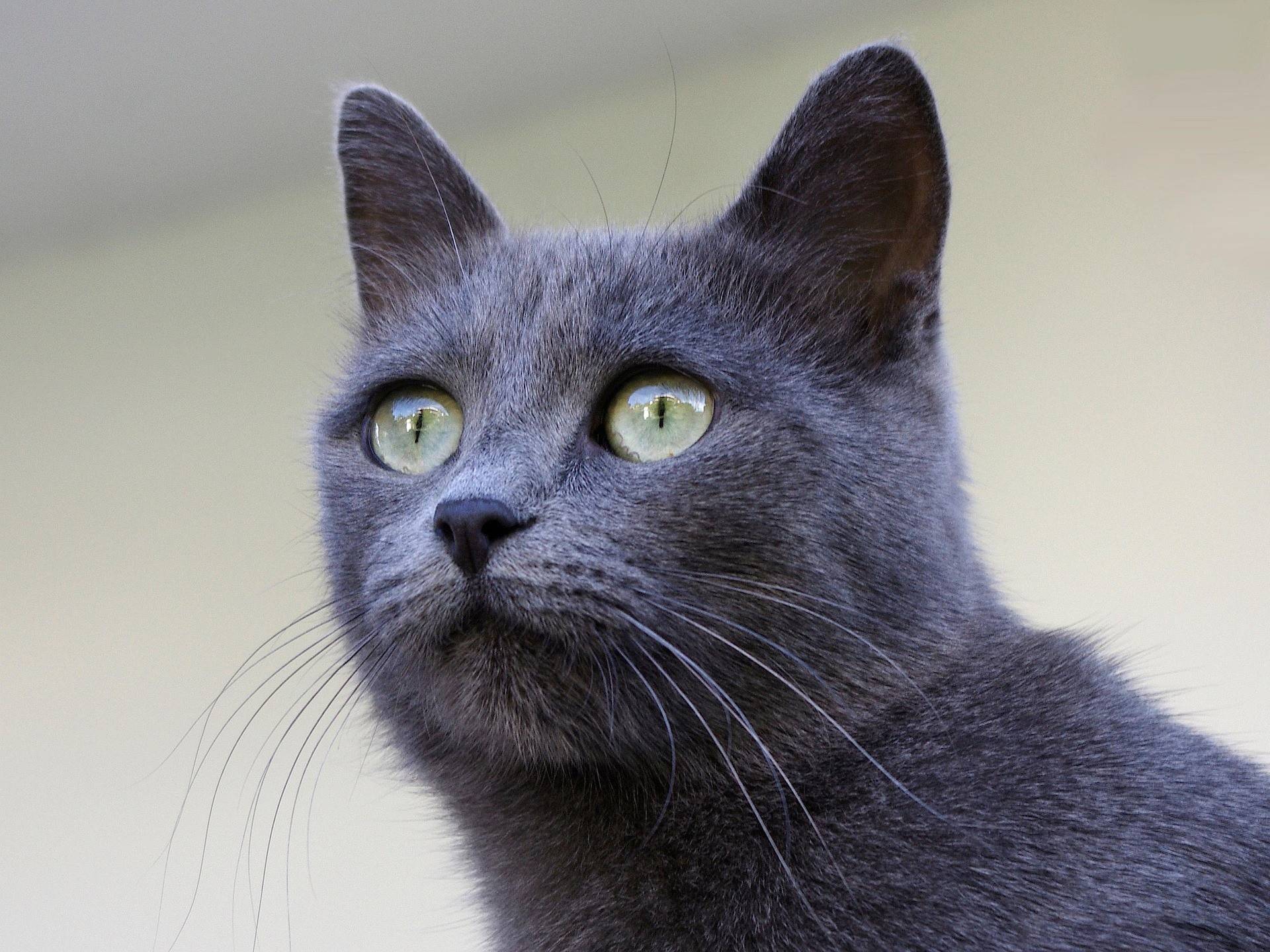 Chartreux Physical Characteristics