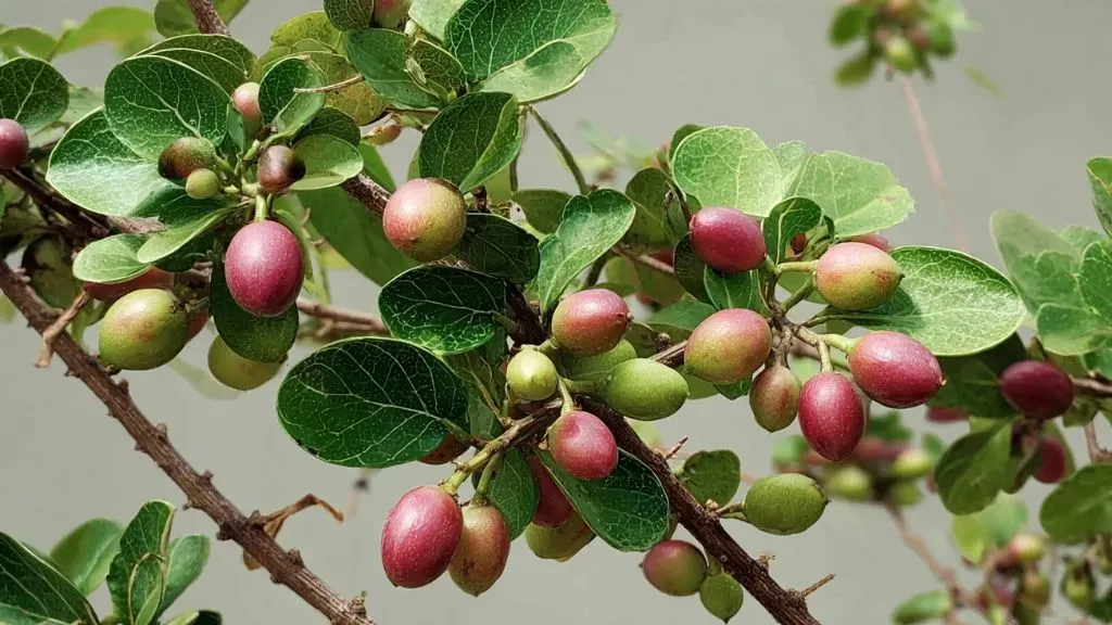 Karonda Plant (Carissa Carandas).webp