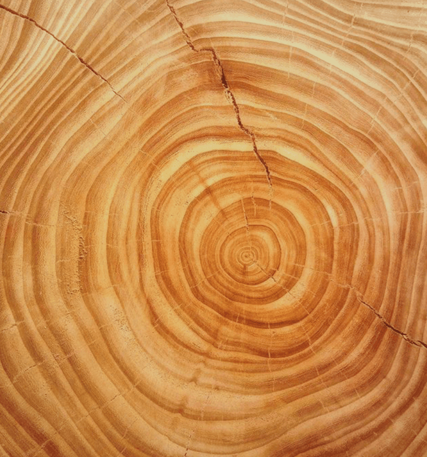 green leaf plant in close up photography