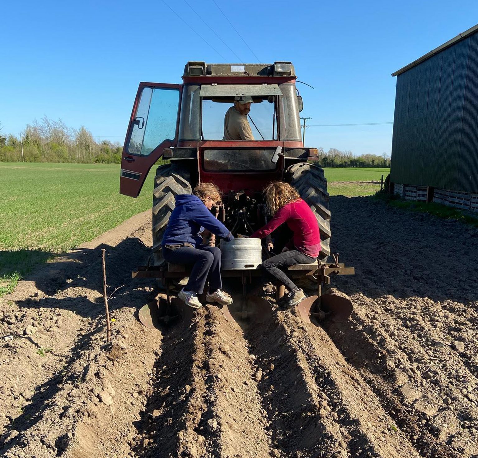 Flour and Oats growing on the Field to get supplied to As One Restaurant Dublin