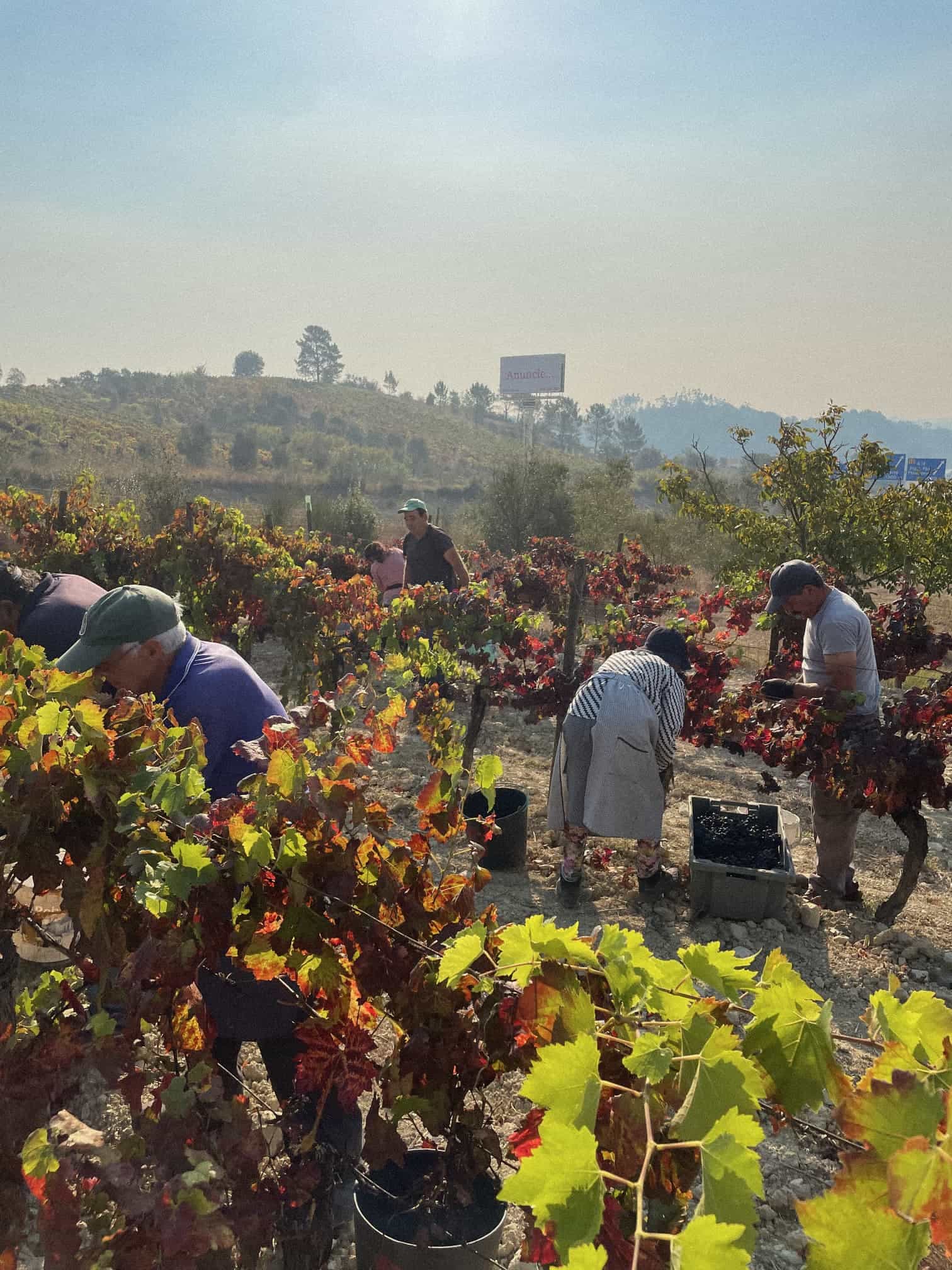 vendanges au portugal