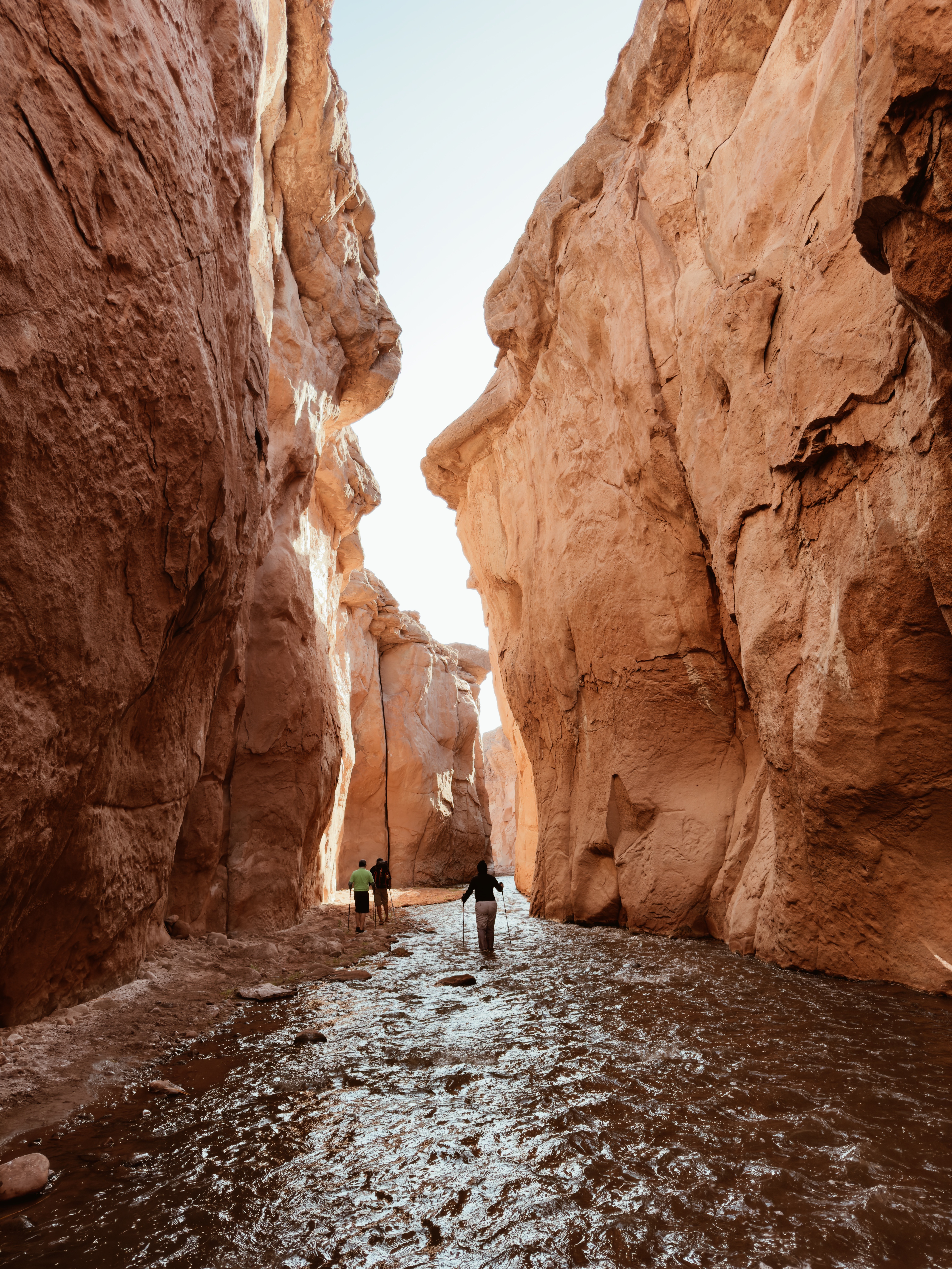 animal running on field