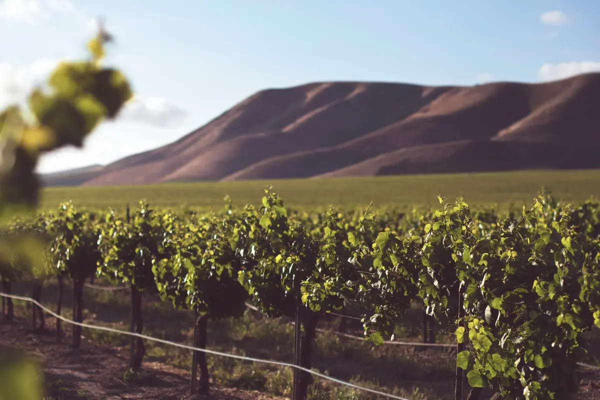 Scenic view of Spanish vineyards at sunset with rolling hills and wine barrels, highlighting Spain’s top wine regions for 2025