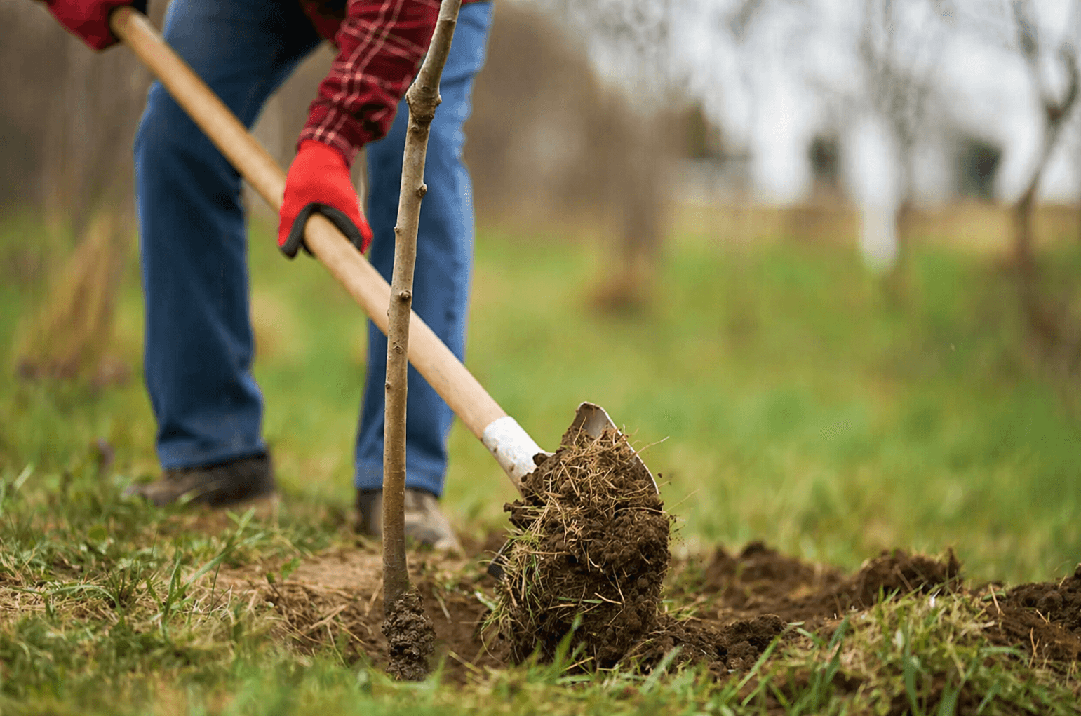 Garden Enhancement & Planting