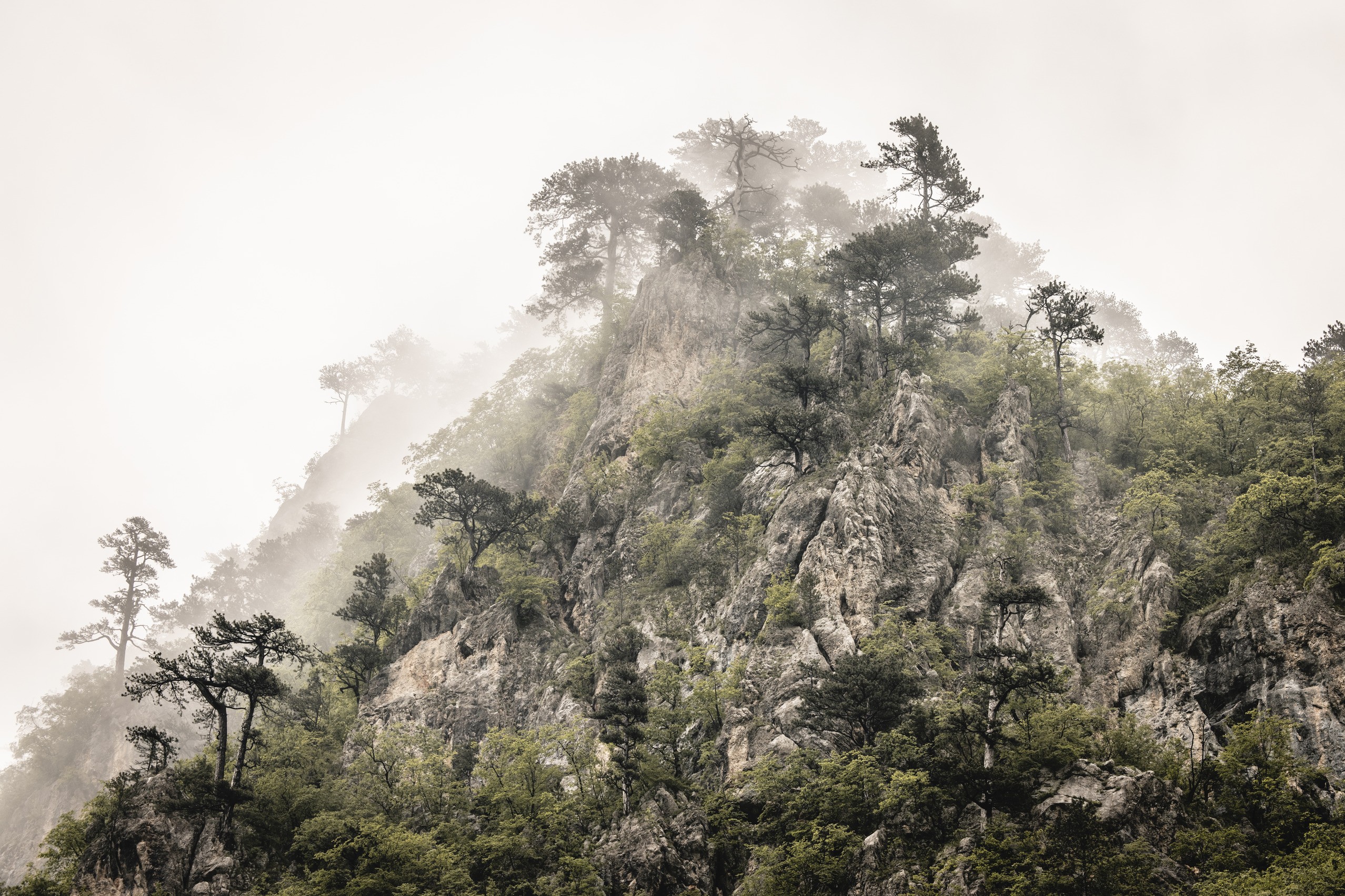 Mist drifts across a limestone ridge, pines rooted along the rock and the far side of the slope fading into white.