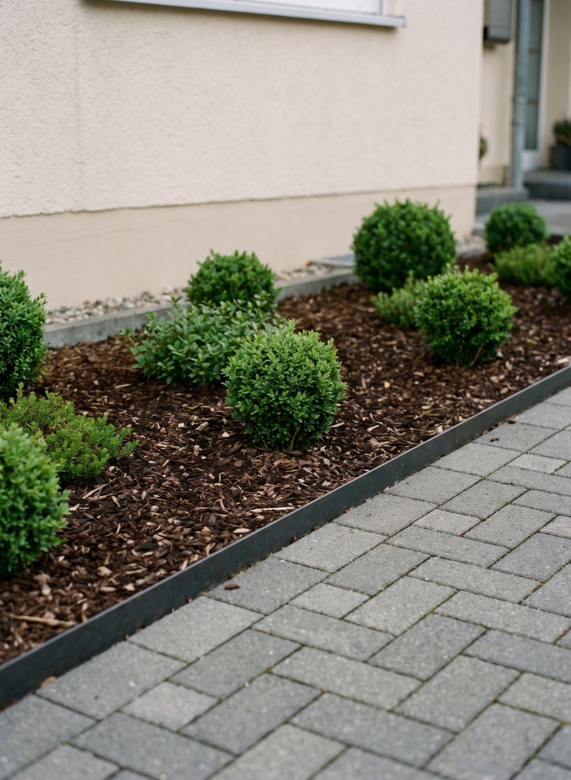 Gepflegtes Beet mit Buchsbaum und Rindenmulch neben gepflastertem Weg