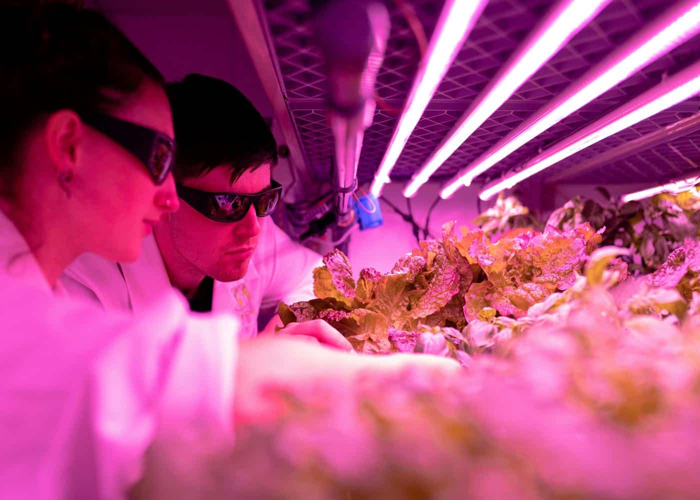 Food scientists looking at food crops with protective glasses on and neon lights above crops