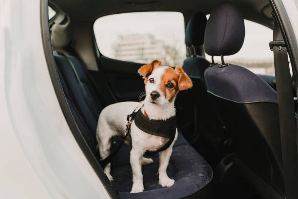 A pet dog be transported to the airport for travel