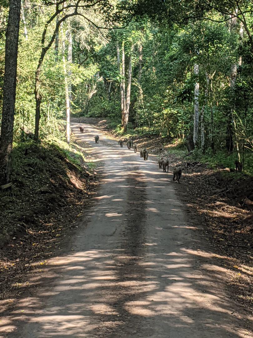 Lone traveler walking across golden dunes in AlUla desert, leaving footprints under clear morning light.