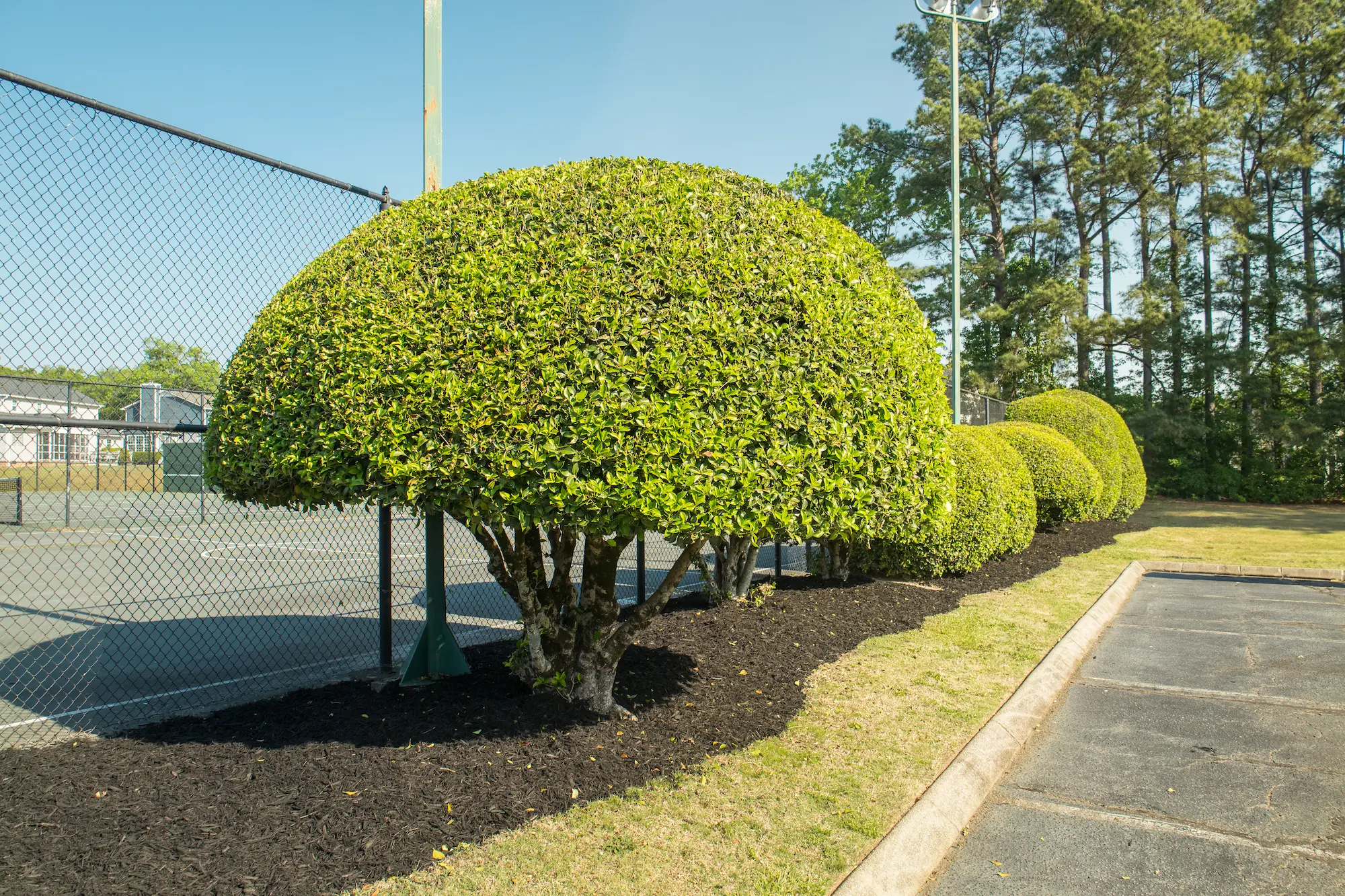 Shrub trimming and hedge maintenance by lawn care professionals