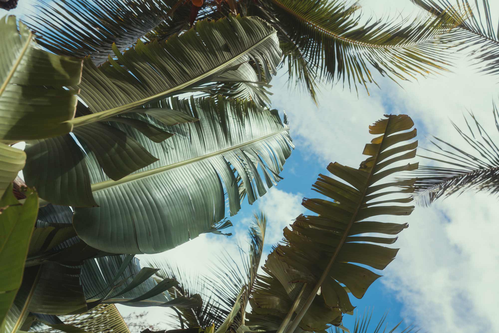 Tropical leaves against sky; filmproduction ad for a hotel in mauritius