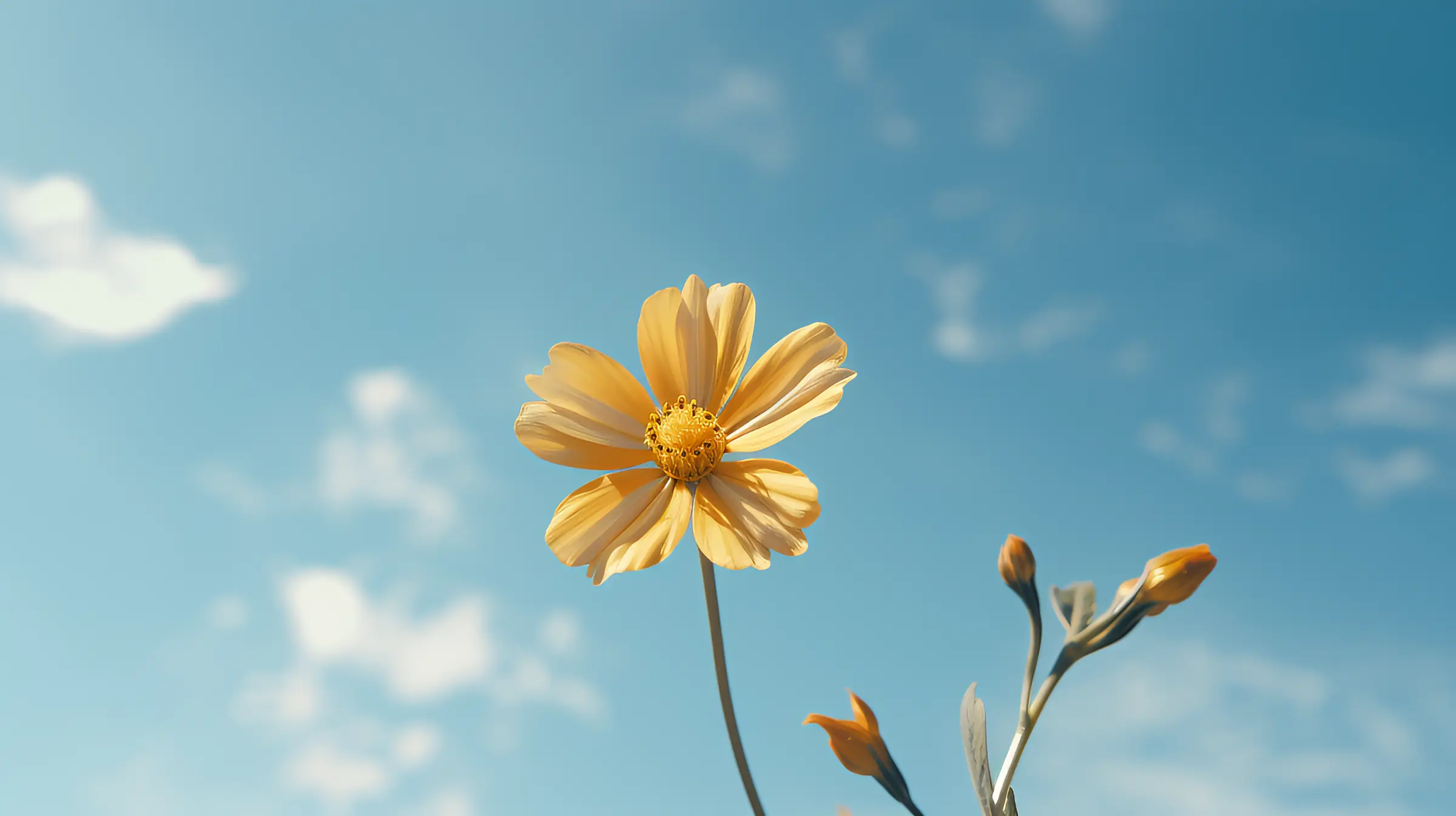 a yellow flower with the backdrop of a blue sky