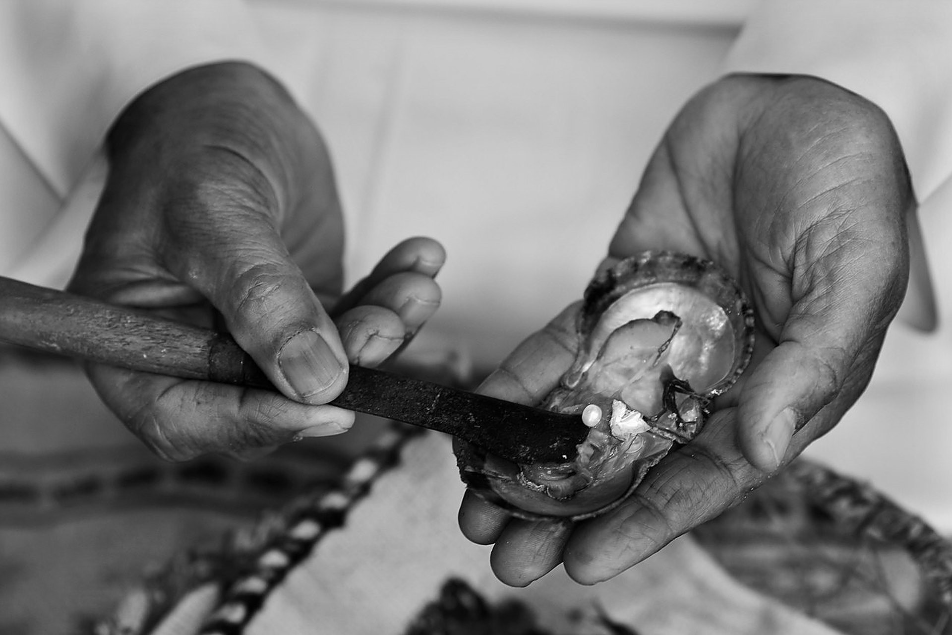Des mains ouvrent une huître perlière au couteau, en noir et blanc, le geste répété des milliers de fois pour trouver quelques perles