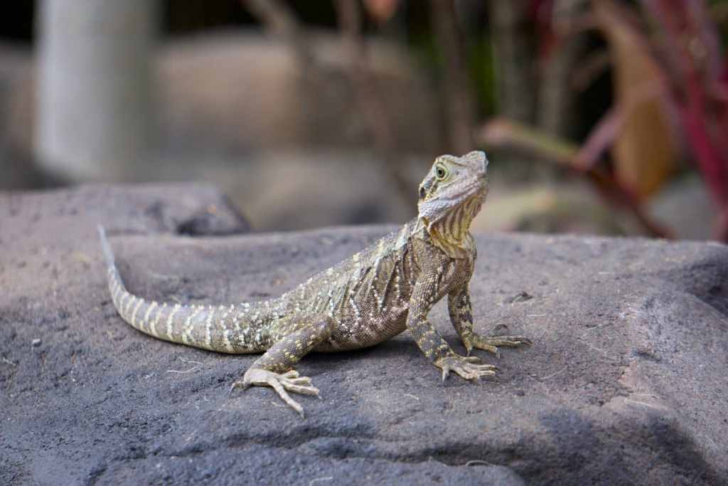 lizard on a rock at australia zoo
