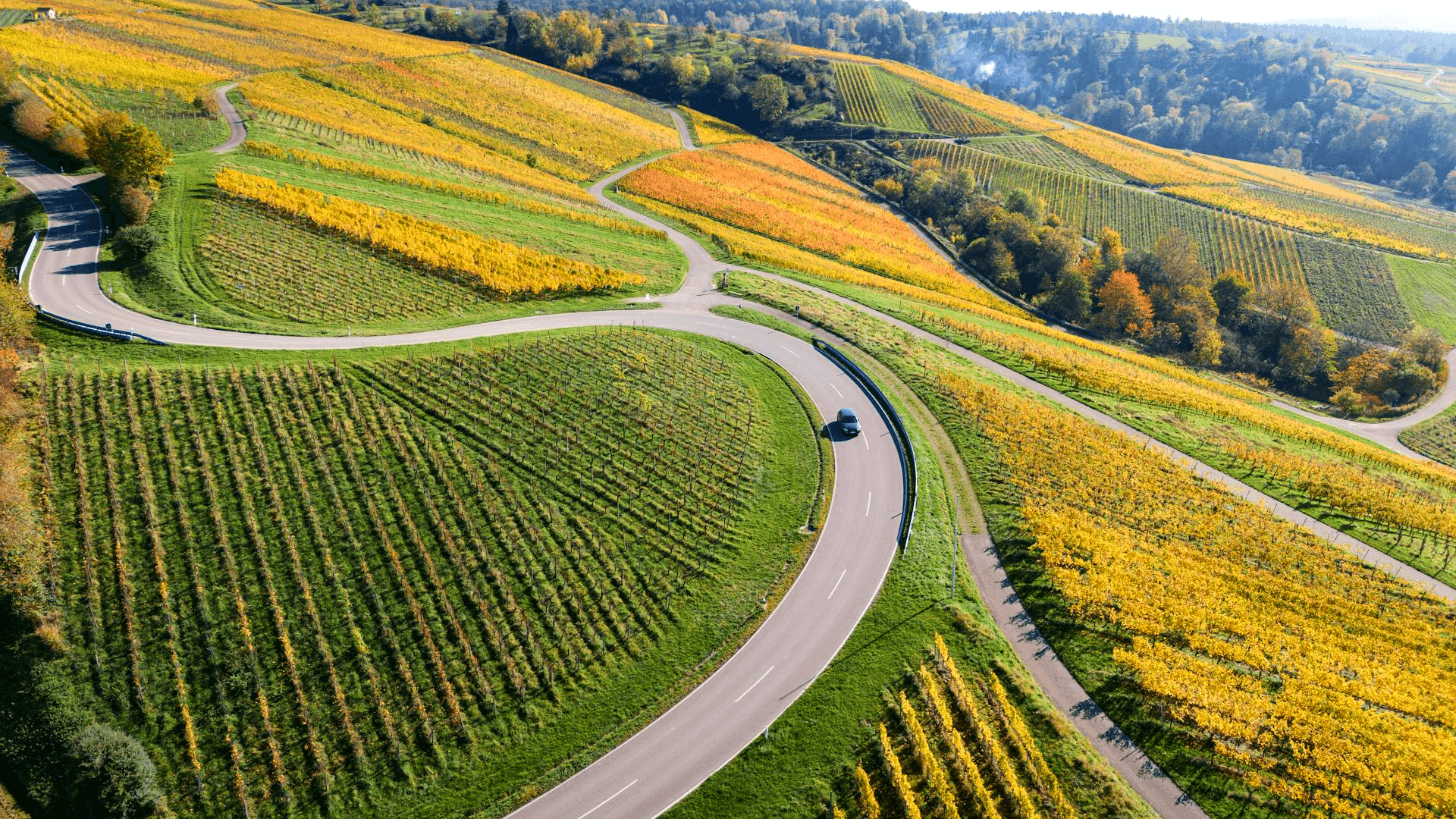 A car driving through a vineyard