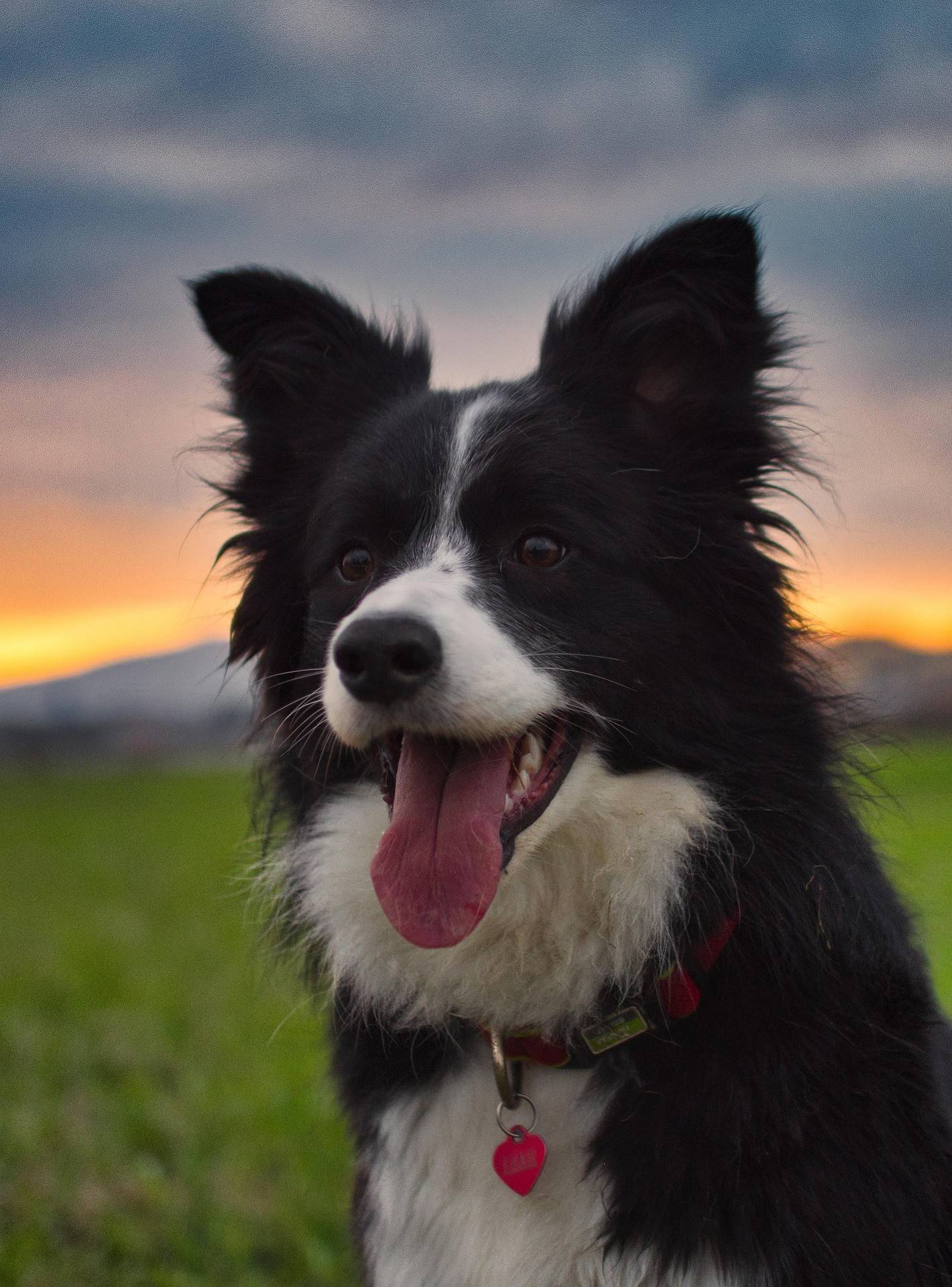 Border Collie Breed History